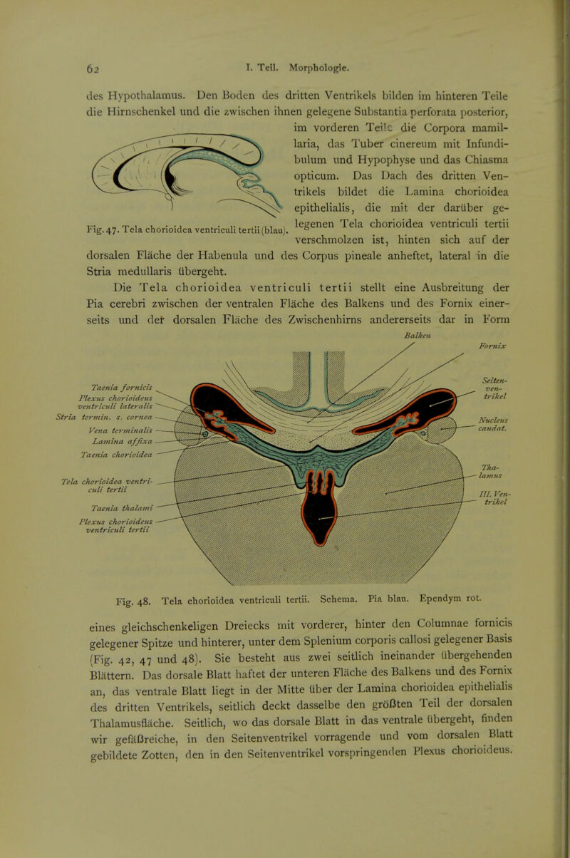 Fig. 47. Tela chorloidea ventricvili tertii(blau). des Hypothalamus. Den Boden des dritten Ventrikels bilden im hinteren Teile die Hirnschenkel und die zwischen ihnen gelegene Substantia perforata posterior, im vorderen Tei'.c die Corpora mamil- laria, das Tuber cinereum mit Infundi- bulum und Hypophyse und das Chiasma opticum. Das Dach des dritten Ven- trikels bildet die Lamina chorioidea epithelialis, die mit der dariiber ge- legenen Tela chorioidea ventriculi tertii verschmolzen ist, hinten sich auf der dorsalen Flache der Habenula und des Corpus pineale anheftet, lateral in die Stria medullaris iibergeht. Die Tela chorioidea ventriculi tertii stellt eine Ausbreitung der Pia cerebri zwischen der ventralen Flache des Balkens und des Fornix einer- seits und det dorsalen Flache des Zwischenhirns andererseits dar in Form Balken Taenia fornicis Plexus chorioideus ventriculi lateralis Stria tertni7t. s. cornea Vena tcrminalis Lamina affixa Taenia chorioidea Tela chorioidea ventri- culi tertii Taenia thalami Plexus chorioideus ventriculi tertii Fig. 48. Tela chorioidea ventriculi tertii. Schema. Pia blan. Ependym rot. eines gleichschenkeligen Dreiecks mit vorderer, hinter den Columnae fornicis gelegener Spitze und hinterer, unter dem Splenium corporis callosi gelegener Basis (Fig. 42, 47 und 48). Sie besteht aus zwei seitlich ineinander iibergehenden Blattern. Das dorsale Blatt haftet der unteren Flache des Balkens und des Fornix an, das ventrale Blatt liegt in der Mitte Uber der Lamina chorioidea epithelialis des dritten Ventrikels, seitlich deckt dasselbe den groflten Teil der dorsalen Thalamusflache. Seitlich, wo das dorsale Blatt in das ventrale iibergeht, finden wir gefaOreiche, in den Seitenventrikel vorragende und vom dorsalen Blatt gebildete Zotten, den in den Seitenventrikel vorspringenden Plexus chorioideus. Tha- lamus HI. Ven- trikel