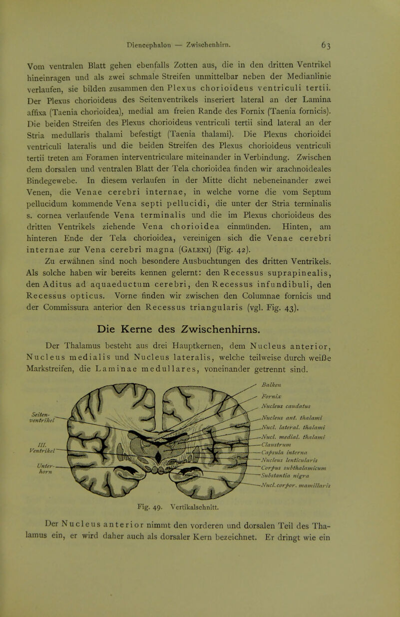 Vom ventralen Blatt gehen ebenfalls Zotten aus, die in den dritten Ventrikel hineinragen und als zvvei schmale Streifen unmittelbar neben der Medianlinie verlaufen, sie bilden zusammen den Plexus chorioideus ventriculi tertii. Der Plexus chorioideus des Seitenventrikels inseriert lateral an der Lamina affixa (Taenia chorioidea); medial am freien Rande des Fornix (Taenia fornicis). Die beiden Streifen des Plexus chorioideus ventriculi tertii sind lateral an der Stria medullaris thalami befestigt (Taenia thalami). Die Plexus chorioidei ventriculi lateralis und die beiden Streifen des Plexus chorioideus ventriculi tertii treten am Foramen interventriculare miteinander in Verbindung. Zwischen dem dorsalen und ventralen Blatt der Tela chorioidea finden wir arachnoideales Bindegewebe. In diesem verlaufen in der Mitte dicht nebeneinander zwei Venen, die Venae cerebri internae, in welche vorne die vom Septum pellucidum kommende Vena septi pellucidi, die unter der Stria terminalis s. cornea verlaufende Vena terminalis und die im Plexus chorioideus des dritten Ventrikels ziehende Vena chorioidea einmtinden. Hinten, am hinteren Ende der Tela chorioidea, vereinigen sich die Venae cerebri internae zur Vena cerebri magna (Galeni) (Fig. 42). Zu erwahnen sind noch besondere Ausbuchtungen des dritten Ventrikels. Als solche haben wir bereits kennen gelernt: den Recessus suprapinealis, den Aditus ad aquaeductum cerebri, den Recessus infundibuli, den Recessus opticus. Vorne finden wir zwischen den Columnae fornicis und der Commissura anterior den Recessus triangularis (vgl. Fig. 43). Die Kerne des Zwischenhirns. Der Thalamus besteht aus drei Hauptkernen, dem Nucleus anterior, Nucleus medialis und Nucleus lateralis, welche teilweise durch weiBe Markstreifen, die Laminae medullares, voneinander getrennt sind. Balken Fornix Nucleus Cauda tus Nucleus ant. thalami Nucl. lateral, thalami Nucl. medial, thalami Claustrmn Capsula interna Nucleus lenticularis Corpus subthalamiatm .'Substantia nigi-a Nucl.corpor. mamillaris Fig. 49. Vertikalschnltt. Der Nucleus anterior nimmt den vorderen und dorsalen Teil des Tha- lamus ein, er wild daher auch als dorsaler Kern bezeichnet. Er dringt wie ein