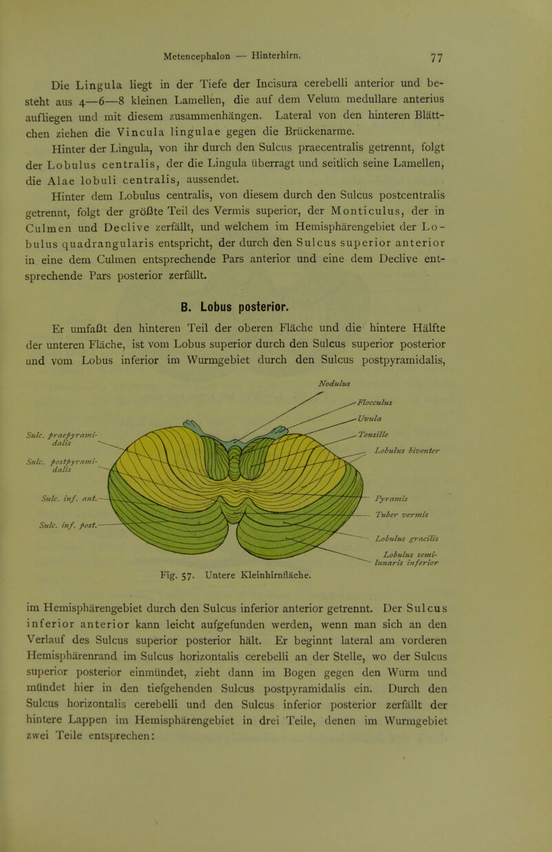 Die Lingula liegt in der Tiefe der Incisura cerebelli anterior und be- steht aus 4—6—8 kleinen Lamellen, die auf dem Velum meduUare anterius aufliegen und mit diesem zusammenhangen. Lateral von den hinteren Blatt- chen Ziehen die Vincula lingulae gegen die Briickenarme. Hinter der Lingula, von ihr durch den Sulcus praecentralis getrennt, folgt der Lobulus centralis, der die Lingula iiberragt und seitlich seine Lamellen, die Alae lobuli centralis, aussendet. Hinter dem Lobulus centralis, von diesem durch den Sulcus postcentralis getrennt, folgt der groBte Teil des Vermis superior, der Monticulus, der in Culmen und Declive zerfallt, und welchem im Hemispharengebiet der Lo- bulus quadrangularis entspricht, der durch den Sulcus superior anterior in eine dem Culmen entsprechende Pars anterior und eine dem Declive ent- sprechende Pars posterior zerfallt. B. Lobus posterior. Er umfaOt den hinteren Teil der oberen Flache und die hintere Halfte der unteren Flache, ist vom Lobus superior durch den Sulcus superior posterior und vom Lobus inferior im Wurmgebiet durch den Sulcus postpyramidalis, Nodulus Sulc. praepyraml- (talis Sulc. postpyrntiii- dalis Sulc. inf. ant. Sulc. inf. post. Flocculus Uvula Tonsille Lohulus biventer Pyraviis Tuber vermis Lobulus gracilis Lobulus semi- lunaris inferior Fig- 57- Untere Kleinhimflache. im Hemispharengebiet durch den Sulcus inferior anterior getrennt. Der Sulcus inferior anterior kann leicht aufgefunden werden, wenn man sich an den Verlauf des Sulcus superior posterior halt. Er beginnt lateral am vorderen Hemispharenrand im Sulcus horizontalis cerebelli an der Stelle, wo der Sulcus superior posterior einmiindet, zieht dann im Bogen gegen den Wurm und mtindet hier in den tiefgehenden Sulcus postpyramidalis ein. Durch den Sulcus horizontalis cerebelli und den Sulcus inferior posterior zerfallt der hintere Lappen im Hemispharengebiet in drei Teile, denen im Wurmgebiet zvvei Teile entsprechen: