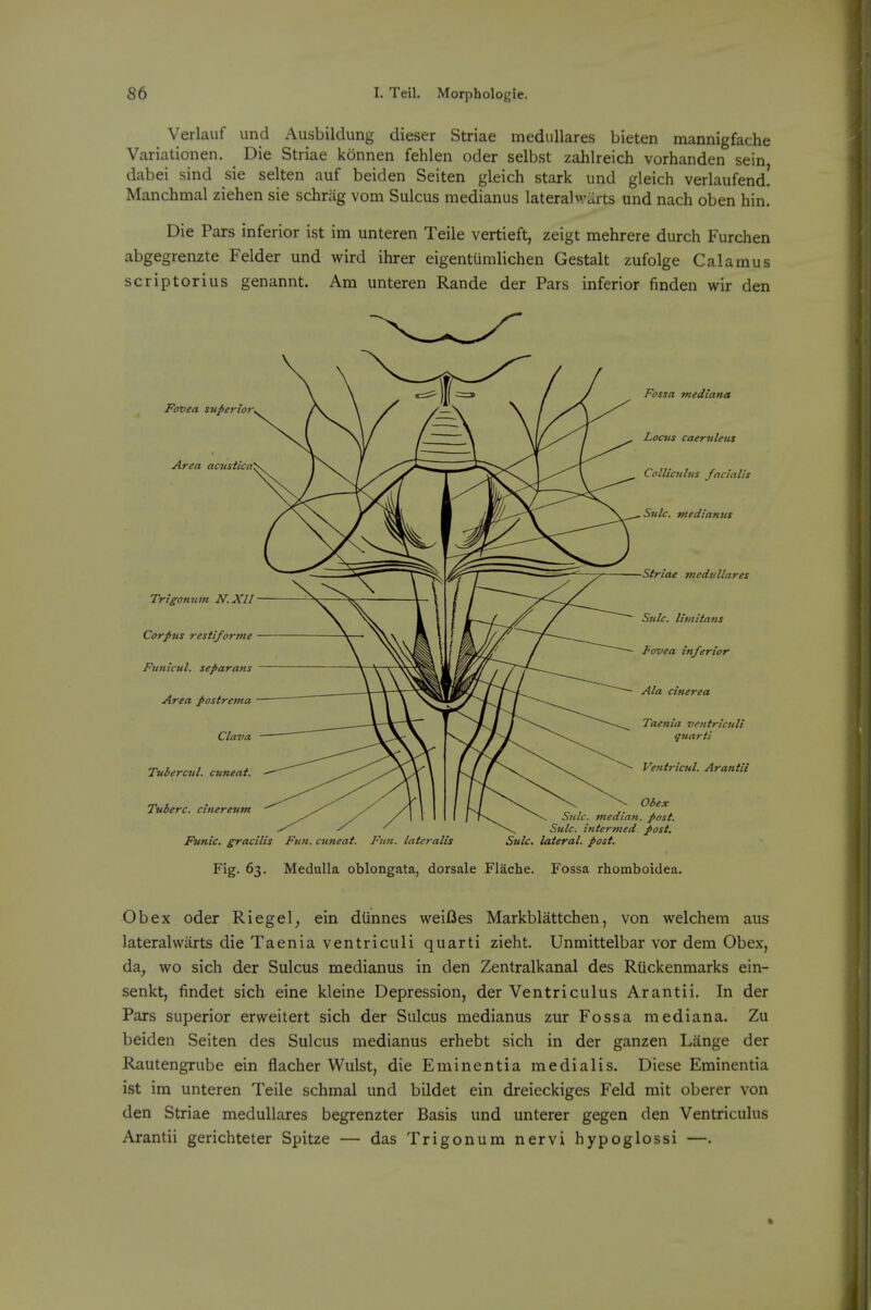 Verlauf und Ausbildung dieser Striae medullares bieten mannigfache Variationen. Die Striae konnen fehlen oder selbst zahlreich vorhanden sein dabei sind sie selten auf beiden Seiten gleich stark und gleich verlaufend! Manchmal ziehen sie schriig vom Sulcus medianus laterals-arts und nach oben bin. Die Pars inferior ist im unteren Teile vertieft, zeigt mehrere durch Furchen abgegrenzte Felder und wird ihrer eigentumlichen Gestalt zufolge Calamus scriptorius genannt. Am unteren Rande der Pars inferior finden wir den Fovea superior. Area acustica Trigonnm N.XII Corpus restiforme Funicul. separans Area postrema Clava Tubercul. cuneat. Tuberc. cinereum Fossa mediana Locus caeruleus Collicnlus facialis Sulc. medianus Striae medvllares Sulc. Umitans fovea inferior Ala cinerea Taenia ventriculi quarti Ventricul. Arantii \ Obex Sulc. median, post. Sulc. intermed post. Sulc, lateral, post. Funic, gracilis Fun. cuneat. Fun. lateralis Fig. 63. Medulla oblongata, dorsale Flache. Fossa rhomboidea. Obex oder Riegel^ ein diinnes weiOes Markblattchen, von welchem aus lateral warts die Taenia ventriculi quarti zieht. Unmittelbar vor dem Obex, da, wo sich der Sulcus medianus in den Zentralkanal des Rtickenmarks ein- senkt, findet sich eine kleine Depression, der Ventriculus Arantii. In der Pars superior erweitert sich der Sulcus medianus zur Fossa mediana. Zu beiden Seiten des Sulcus medianus erhebt sich in der ganzen Lange der Rautengrube ein flacher Wulst, die Eminentia medialis. Diese Eminentia ist im unteren Teile schmal und bildet ein dreieckiges Feld mit oberer von den Striae medullares begrenzter Basis und unterer gegen den Ventriculus Arantii gerichteter Spitze — das Trigonum nervi hypoglossi —.