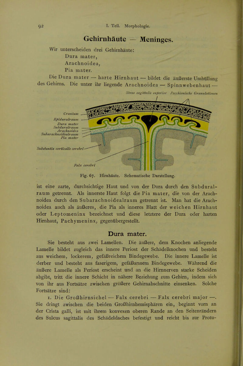 Gehiriihaute — Meninges. Wir unterscheiden drei Gehirnhaute: Dura mater, Arachnoidea^ Pia mater. Die Dura mater — harte Hirnhaut — bildet die auBerste UmhUllung des Gehirns. Die unter ihr liegende Arachnoidea — Spinnwebenhaut — Simis sagittalis superior Pacchionische Granulationen Fig. 67. Hirnhaute. Schematische Darstellung. ist eine zarte, durchsichtige Haut und von der Dura dutch den Subdural- raum getrennt. Als innerste Haut folgt die Pia mater, die von der Arach- noidea durch den Subarachnoidealraum getrennt ist. Man hat die Arach- noidea auch als auDeres, die Pia als inneres Blatt der weichen Hirnhaut oder Leptomeninx bezeichnet und diese letztere der Dura oder harten Hirnhaut, Pachymeninx^ gegentibergestellt. Dura mater. Sie besteht aus zwei Lamellen. Die aufiere, dem Knochen anliegende Lamelle bildet zugleich das innere Periost der Schadelknochen und besteht aus weichem, lockerem, gefaCreichem Bindegewebe. Die innere Lamelle ist derber und besteht aus faserigem, gefaflarmem Bindegewebe. Wahrend die aufiere Lamelle als Periost erscheint und an die Hirnnerven starke Scheiden abgibt, tritt die innere Schicht in nahere Beziehung zum Gehirn, indem sich von ihr aus Fortsatze zwischen groBere Gehirnabschnitte einsenken. Solche Fortsatze sind: I. Die GroUhirnsichel — Falx cerebri — Falx cerebri major —. Sie dringt zwischen die beiden GroBhirnhemispharen ein, beginnt vorn an der Crista galli, ist mit ihrem konvexen oberen Rande an den Seitenrandern des Sulcus sagittalis des Schadeldaches befestigt und reicht bis zur Protu-