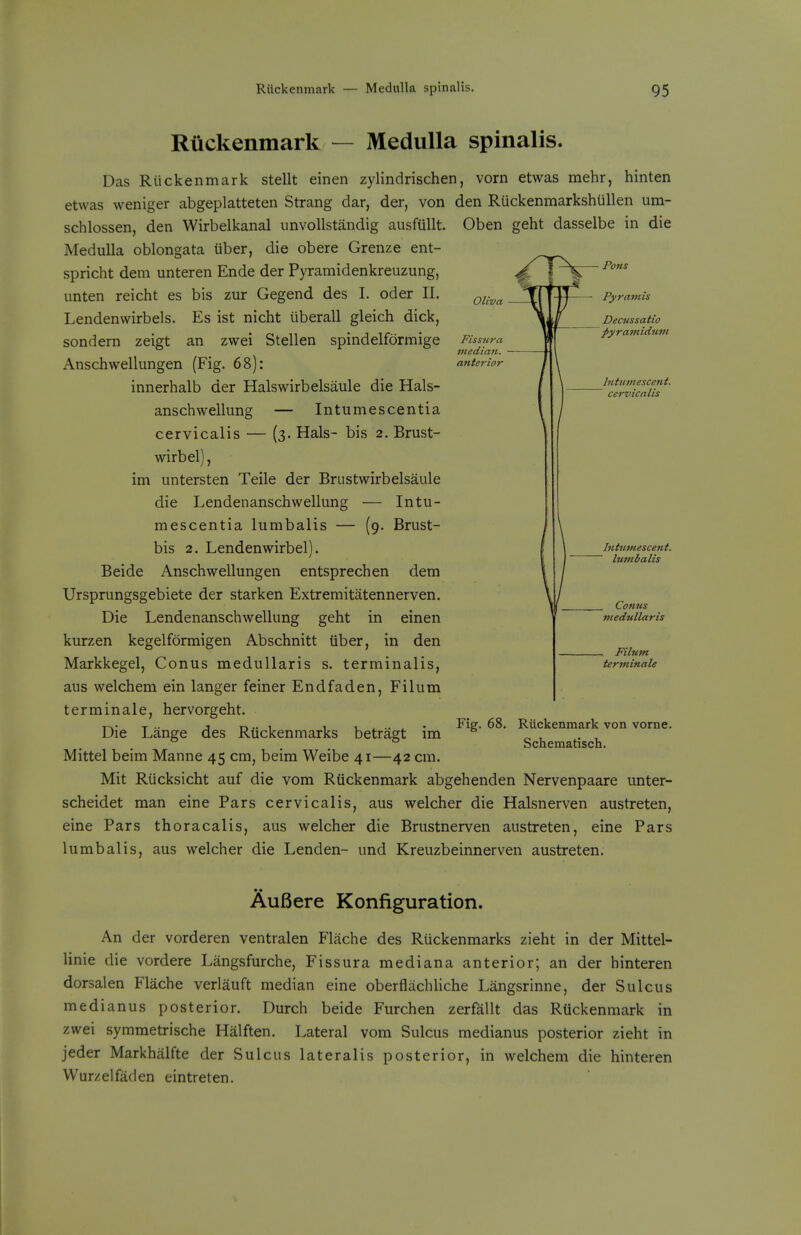 Oliva Fissura median, anterior Pons Pyravtis Decussatio pyramidnm Intiimescent. cervicalis Riickenmark — Medulla spinalis. Das Rtickenmark stellt einen zylindrischen, vorn etwas mehr, hinten etwas weniger abgeplatteten Strang dar, der, von den Ruckenmarkshullen um- schlossen, den Wirbelkanal unvoUstandig ausfiillt. Oben geht dasselbe in die Medulla oblongata Uber, die obere Grenze ent- spricht dem unteren Ende der Pyramidenkreuzung, unten reicht es bis zur Gegend des I. oder II. Lendenwirbels. Es ist nicht iiberall gleich dick, sondern zeigt an zwei Stellen spindelformige Anschwellungen (Fig. 68): innerhalb der Halswirbelsaule die Hals- anschwellung — Intumescentia cervicalis — (3. Hals- bis 2. Brust- wirbel), im untersten Teile der Brustwirbelsaule die Lendenanschwellung — Intu- mescentia lumbalis — (9. Brust- bis 2. Lendenwirbel). Beide Anschwellungen entsprechen dem Ursprungsgebiete der starken Extremitatennerven. Die Lendenanschwellung geht in einen kurzen kegelformigen Abschnitt iiber, in den Markkegel, Conus meduUaris s. terminalis, aus welchem ein langer feiner End fa den, Filum terminale, hervorgeht. T-,- T •• J dj- 1 1 i_ i .. ^ • Fiff- 68. Riickenmark von vorne. Die Lange des Rtickenmarks betragt im Scnematisch. Mittel beim Manne 45 cm, beim Weibe 41—42 cm. Mit Riicksicht auf die vom Riickenmark abgehenden Nervenpaare unter- scheidet man eine Pars cervicalis, aus welcher die Halsnerven austreten, eine Pars thoracalis, aus welcher die Brustnerven austreten, eine Pars lumbalis, aus welcher die Lenden- und Kreuzbeinnerven austreten. Intiimescent. lumbalis _ Conus medullaris - Filum tertninale AuBere Konfiguration. An der vorderen ventralen Flache des Ruckenmarks zieht in der Mittel- linie die vordere Langsfurche, Fissura mediana anterior; an der hinteren dorsal en Flache verlauft median eine oberflachliche Langsrinne, der Sulcus medianus posterior. Durch beide Furchen zerfallt das RUckenmark in zwei symmetrische Halften. Lateral vom Sulcus medianus posterior zieht in jeder Markhiilfte der Sulcus lateralis posterior, in welchem die hinteren Wurzelfaden eintreten.