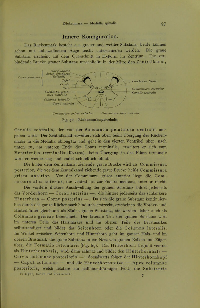Innere Konfiguration. Das Ruckenmark besteht aus grauer und weiUer Substanz, beide konnen schon mit unbewaffnetem Auge leicht unterschieden werden. Die graue Substanz erscheint auf dem Querschnitt in H-Form im Zentrum. Die ver- bindende Briicke grauer Substanz umschlieflt in der Mitte den Zentralkanal, Cornu posterhis Marginalzone Snbst. gelatinosa (Rolandi) Caput Cervix Basis Sudstautia gelati- nosa centralis Columna lateralis Cornu anterius ClarJcesche S'dule Commissnra posterior Canalis centralis Commissnra grisea anterior Commissura alba anterior Fig. 70. Riickenmarksquerschnitt. Canalis centralis, der von der Substantia gelatinosa centralis um- geben wird. Der Zentralkanal erweitert sich oben beira Ubergang des Riicken- marks in die Medulla oblongata und geht in den vierten Ventrikel iiber; nach unten zu, im unteren Ende des Conus terminalis, erweitert er sich zum Ventriculus terminalis (Krause), beim Ubergang in das Filum terminale wird er wieder eng und endet schlieOlich blind. Die hinter dem Zentralkanal ziehende graue Briicke wird als Commissura posterior, die vor dem Zentralkanal ziehende graue Brticke heiDt Commissura grisea anterior. Vor der Commissura grisea anterior liegt die Com- missura alba anterior, die ventral bis zur Fissura mediana anterior reicht. Die vordere dickere Anschwellung der grauen Substanz bildet jederseits das Vorderhorn — Cornu anterius —, die hintere jederseits das schlankere Hinterhorn — Cornu posterius —. Da sich die graue Substanz kontinuier- lich durch das ganze Ruckenmark hindurch erstreckt, erscheinen die Vorder- und Hinterhorner gleichsam als Saulen grauer Substanz, sie werden daher auch als Columnae griseae bezeichnet. Der laterale Teil der grauen Substanz wird im unteren Teile des Halsmarkes und im oberen Teile des Brustmarkes selbststandiger und bildet das Seitenhorn oder die Columna lateralis. Im Winkel zwischen Seitenhorn und Hinterhorn geht im ganzen Hals- und im oberen Brustmark die graue Substanz in ein Netz von grauen Balken und Ztigen iiber, die Formatio reticularis (Fig. 69). Das Hinterhorn beginnt ventral als Hinterhornbasis, wird dann schmal und bildet den Hinterhornhals — Cervix columnae posterioris —; dorsalwarts folgen der Hinterhornkopf — Caput columnae — und die Hinterhornspitze — Apex columnae posterioris^ welch letztere ein halbmondformiges Feld, die Substantia Villiger, Gehirn und Riickenmark. ^