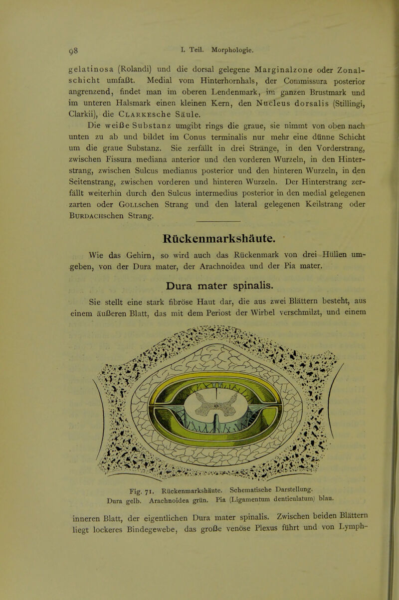 gelatinosa (Rolandi) und die dorsal gelegene Marginalzone oder Zonal- schicht umfafit. Medial vom Hinterhornhals, der Comraissura posterior angrenzend, findet man im oberen Lendenmark, irn ganzen Brustmark und im unteren Halsmark einen kleinen Kern, den Nucleus dorsalis (Stillingi, Clarkii), die CLARKESche Saule. Die weifie Substanz umgibt rings die graue, sie nimmt von oben nach unten zu ab und bildet im Conus terminalis nur mehr eine dUnne Schicht um die graue Substanz. Sie zerfallt in drei Strange, in den Vorderstrang, zwischen Fissura mediana anterior und den vorderen Wurzeln, in den Hinter- strang, zwischen Sulcus medianus posterior und den hinteren Wurzeln, in den Seitenstrang, zwischen vorderen und hinteren Wurzeln. Der Hinterstrang zer- fallt weiterhin durch den Sulcus intermedins posterior in den medial gelegenen zarten oder GoLLSchen Strang und den lateral gelegenen Keilstrang oder BuRDACHSchen Strang. Riickenmarkshaute. Wie das Gehirn, so wird auch das Riickenmark von drei Hiillen um- geben, von der Dura mater, der Arachnoidea und der Pia mater. Dura mater spinalis. Sie stellt eine stark fibrose Haut dar, die aus zwei Blattern besteht, aus einem auBeren Blatt, das mit dem Periost der Wirbel verschmilzt, und einem Fig. 71. Riickenmarkshaute. Schcniatische Darstellung. Dura gelb. Arachnoidea griin. Pia (Ligamentum denticulatumj blau. inneren Blatt, der eigentlichen Dura mater spinalis. Zwischen beiden Blattern liegt lockeres Bindegewebe, das groDe venose Plexus fUhrt und von Lymph-