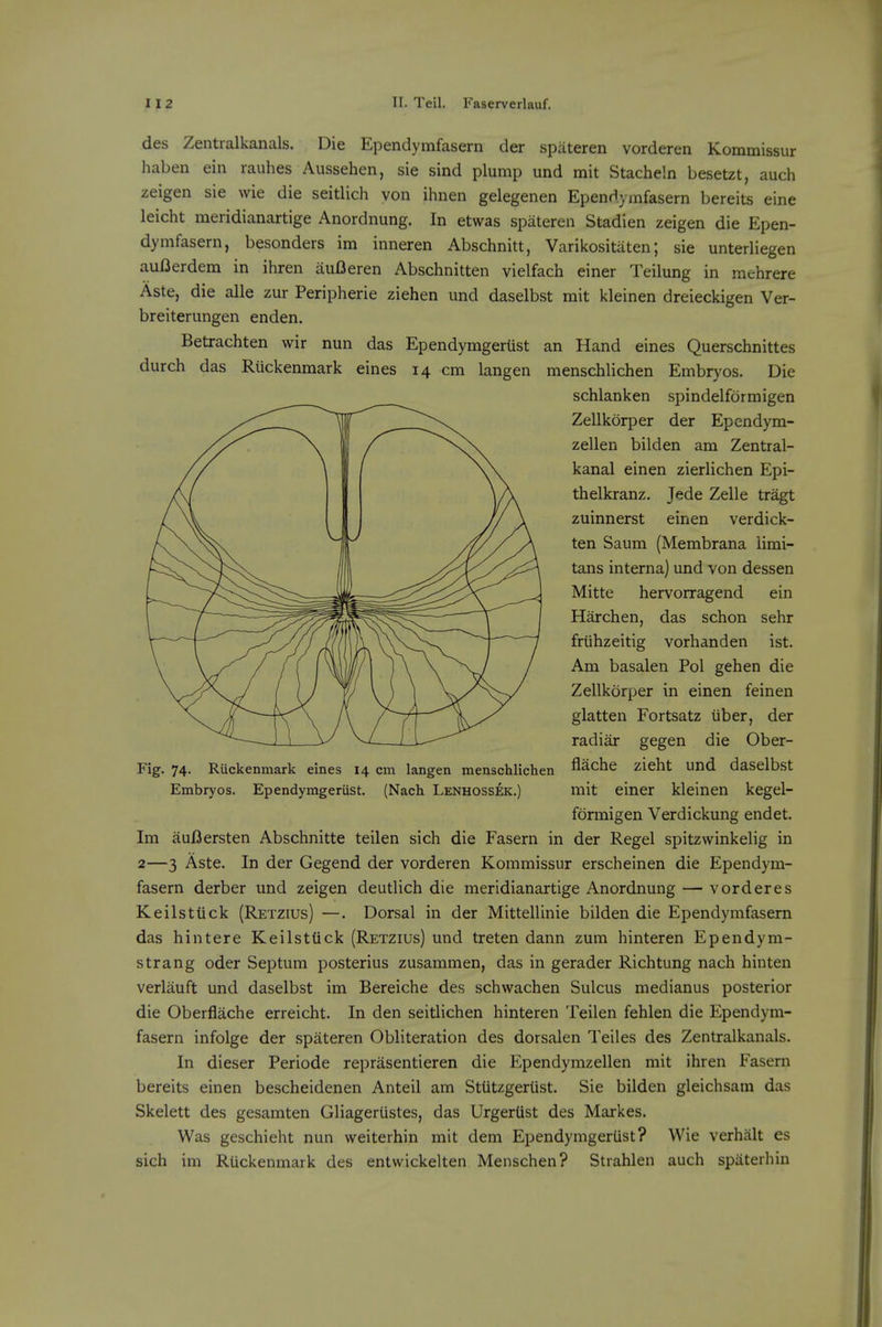 des Zentralkanals. Die Ependymfasern der spiiteren vorderen Kommissur haben ein rauhes Aussehen, sie sind plump und mit Stacheln besetzt, auch zeigen sie wie die seitlich von ihnen gelegenen Ependymfasern bereits eine leicht meridianartige Anordnung. In etwas spateren Stadien zeigen die Epen- dymfasern, besonders im inneren Abschnitt, Varikositiiten; sie unterliegen auflerdem in ihren auDeren Abschnitten vielfach einer Teilung in mehrere Aste, die alle zur Peripherie ziehen und daselbst mit kleinen dreieckigen Ver- breiterungen enden. Betxachten wir nun das Ependymgeriist an Hand eines Querschnittes durch das Ruckenmark eines 14 cm langen menschlichen Embryos. Die schlanken spindelfdrmigen Zellkorper der Ependym- zellen bilden am Zentral- kanal einen zierlichen Epi- thelkranz. Jede Zelle tragt zuinnerst einen verdick- ten Saum (Membrana iimi- tans interna) und von dessen Mitte hervorragend ein Harchen, das schon sehr friihzeitig vorhanden ist. Am basalen Pol gehen die Zellkorper in einen feinen glatten Fortsatz liber, der radiar gegen die Ober- Fig. 74. Ruckenmark eines 14 cm langen menschlichen ASche zieht und daselbst Embryos. Ependymgerust. (Nach Lenhossek.) mit einer kleinen kegel- fdrmigen Verdickung endet. Im auBersten Abschnitte teilen sich die Fasern in der Kegel spitzwinkelig in 2—3 Aste. In der Gegend der vorderen Kommissur erscheinen die Ependym- fasern derber und zeigen deutlich die meridianartige Anordnung — vorderes Keilstiick (Retzius) —. Dorsal in der Mittellinie bilden die Ependymfasern das hintere Keilsttick (Retzius) und treten dann zum hinteren Ependym- strang oder Septum posterius zusammen, das in gerader Richtung nach hinten verlauft und daselbst im Bereiche des schwachen Sulcus medianus posterior die Oberfiache erreicht. In den seitlichen hinteren Teilen fehlen die Ependym- fasern infolge der spateren Obliteration des dorsalen Teiles des Zentralkanals. In dieser Periode reprasentieren die Ependymzellen mit ihren Fasern bereits einen bescheidenen Anteil am Stiitzgeriist. Sie bilden gleichsam das Skelett des gesamten Gliageriistes, das Urgertist des Markes. Was geschieht nun weiterhin mit dem Ependymgerust? Wie verhalt es sich im RUckenmark des entwickelten Menschen? Strahlen auch spiiterhin
