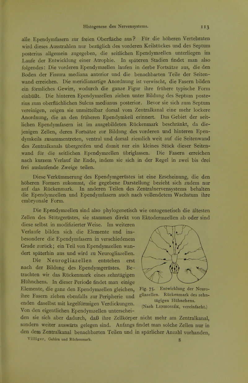 alle Ependymfasern zur freien Oberfliiche aus? FUr die hoheren Vertebraten wird dieses Ausstrahlen nur bezUglich des vorderen Keilsttickes und des Septum posterius allgemein zugegeben, die seitlichen Ependymzellen unterliegen im Laufe der Entwicklung einer Atrophie. In spateren Stadien findet man also folgendes: Die vorderen Ependymzellen laufen in derbe Fortsatze aus, die den Boden der Fissura mediana anterior und die benachbarten Teile der Seiten- wand erreichen. Die meridianartige Anordnung ist verwischt, die Fasern bilden ein formliches Gevvirr, wodurch die ganze Figur ihre friihere typische Form einbiifJt. Die hinteren Ependymzellen ziehen unter Bildung des Septum poste- rius zum oberflachlichen Sulcus medianus posterior. Bevor sie sich zum Septum vereinigen, zeigen sie unmittelbar dorsal vom Zentralkanal eine mehr lockere Anordnung, die an den friiheren Ependymkeil erinnert. Das Gebiet der seit- lichen Ependymfasern ist im ausgebildeten Rlickenmark beschrankt, da die- jenigen Zellen, deren Fortsatze zur Bildung des vorderen und hinteren Epen- dymkeils zusammentreten, ventral und dorsal ziemlich weit auf die Seitenwand des Zentralkanals iibergreifen und damit nur ein kleines Stiick dieser Seiten- wand fiir die seitlichen Ependymzellen iibriglassen. Die Fasern erreichen nach kurzem Verlauf ihr Ende, indem sie sich in der Regel in zwei bis drei frei auslaufende Zweige teilen. Diese Verkiimmerung des Ependymgeriistes ist eine Erscheinung, die den hoheren Formen zukommt, die gegebene Darstellung bezieht sich zudem nur auf das Ruckenmark. In anderen Teilen des Zentralnervensystems behalten die Ependymzellen und Ependymfasern auch nach vollendetem Wachstum ihre embryonale Form. Die Ependymzellen sind also phylogenetisch wie ontogenetisch die altesten Zellen des Stiitzgeriistes, sie stammen direkt von Ektodermzellen ab oder sind diese selbst in modifizierter Weise. Im weiteren Verlaufe bilden sich die Elemente und ins- besondere die Ependymfasern in verschiedenem Grade zuriick; ein Teil von Ependymzellen vvan- dert spaterhin aus und wird zu Neurogliazellen. Die Neurogliazellen entstehen erst nach der Bildung des Ependymgeriistes. Be- trachten wir das Ruckenmark eines zehntiigigen Hiihnchens. In dieser Periode findet man einige Elemente, die ganz den Ependymzellen gleichen, Fig- 75- Entwicklung der Neuro- ihre Fasern ziehen ebenfalls zur Peripherie und gli^zellen. ^ Ruckenmark des zehn- enden daselbst mit kegelfdrmisen Verdickungen. ,„ , *^Sigen Iluhnchens. . . ^ ^ ^ (Nach Lenhossek, vereinfacht.) Von den eigentlichen Ependymzellen unterschei- den sie sich aber dadurch, dafi ihre Zellkorper nicht mehr am Zentralkanal, sondern weiter auswarts gelegen sind. Anfangs findet man solche Zellen nur in den dem Zentralkanal benachbarten Teilen und in sparlicher Anzahl vorhanden,