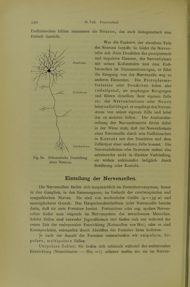 Dendriten Kollaterale Endbaumchen bilden zusammen ein Neuron, das auch histogenetisch eine Einheit darstellt. Was die Funktion der einzelnen Telle des Neurons betrifft, so bildet die Nerven- zelle mit ihren Dendriten das perzipierende und impulsive Element, der Nervenfortsatz mit seinen Kollateralen und dem End- baumchen ist Transmissionsorgan, er fiihrt die Erregung von der Nervenzelle weg zu anderen Elementen. Die Protoplasma- fortsatze oder Dendriten leiten also cellulipetal, sie empfangen Erregungen und fiihren dieselben ihrer eigenen Zelle zu; der Nervenfortsatz oder Neurit leitetcellulifugal, er empfangtdenNerven- strom von seiner eigenen Zelle und leitet ihn zu anderen Zellen. Die Aneinander- reihung der Nervenelemente findet dabei in der Weise statt, dafi der Nervenfortsatz einer Nervenzelle durch sein Endbaumchen in Kontakt mit den Dendriten und dem Zellkorper einer anderen Zelle kommt. Die Nerveneinheiten oder Neuronen stehen also miteinander nicht in direkter Verbindung, sie wirken aufeinander lediglich durch Beriihrung oder Kontakt. Fig. 82. Telodeiidrion Schematische Darstellung eines Neurons. Einteilung der Nervenzellen. Die Nervenzellen finden sich hauptsachlich im Zentralnervensystem, ferner in den Ganglien, in den Sinnesorganen, im Verlaufe der cerebrospinalen und sympathischen Nerven. Sie sind von wechselnder Grofie (4—135 und mannigfachster Gestalt. Das Hauptcharakteristikum jeder Nervenzelle besteht darin, dafJ sie stets Fortsatze besitzt. Fortsatzlose oder sog. apolare Nerven- zellen findet man nirgends im Nervensystem des erwachsenen Menschen. Solche Zellen sind entweder Jugendformen und finden sich nur wahrend der ersten Zeit der embryonalen Entwicklung (Keimzellen von His), oder es sind Kunstprodukte, entstanden durch Abreiflen der Fortsatze beim Isolieren. Je nach der Anzahl der Fortsatze unterscheiden wir unipolare, bi- polare, multipolare Zellen. Unipolare Zellen: Sie finden sich zahlreich wahrend der embryonalen Entwicklung (Neuroblasten — His —); seltener treffen wir sie im Nerven-