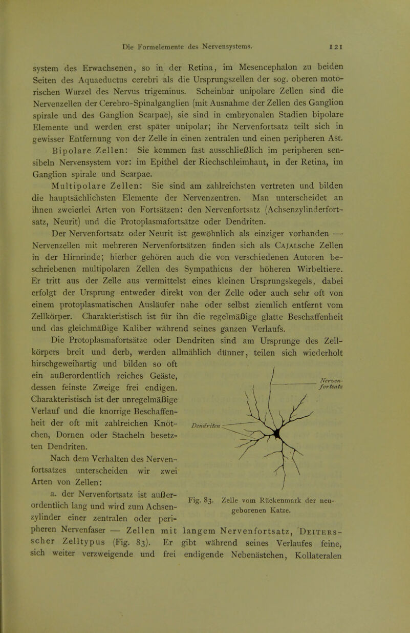 system des Erwachsenen, so in der Retina, im Mesencephalon zu beiden Seiten des Aquaeductus cerebri als die Ursprungszellen der sog. oberen moto- rischen Wurzel des Nervus trigeminus. Scheinbar unipolare Zellen sind die Nervenzellen der Cerebro-Spinalganglien (mit Ausnahme der Zellen des Ganglion spirale und des Ganglion Scarpae), sie sind in embryonalen Stadien bipolare Elemente und werden erst spater unipolar; ihr Nervenfortsatz teilt sich in gevvisser Entfernung von der Zelle in einen zentralen und einen peripheren Ast. Bipolare Zellen: Sie kommen fast ausschlieBlich im peripheren sen- sibeln Nervensystem vor: im Epithel der Riechschleimhaut, in der Retina, im Ganglion spirale und Scarpae. Multipolare Zellen: Sie sind am zahlreichsten vertreten und bilden die hauptsachlichsten Elemente der Nervenzentren. Man unterscheidet an ihnen zweierlei Arten von Fortsatzen: den Nervenfortsatz (Achsenzylinderfort- satz, Neurit) und die Protoplasmafortsatze oder Dendriten. Der Nervenfortsatz oder Neurit ist gevvohnlich als einziger vorhanden — Nervenzellen mit mehreren Nervenfortsatzen finden sich als CAjALsche Zellen in der Hirnrinde; hierher gehoren auch die von verschiedenen Autoren be- schriebenen multipolaren Zellen des Sympathicus der hoheren Wirbeltiere. Er tritt aus der Zelle aus vermittelst eines kleinen Ursprungskegels, dabei erfolgt der Ursprung entweder direkt von der Zelle oder auch sehr oft von einem protoplasmatischen Auslaufer nahe oder selbst ziemlich entfernt vom Zellkorper. Charakteristisch ist fiir ihn die regelmafiige glatte Beschaffenheit und das gleichmaOige Kaliber wiihrend seines ganzen Verlaufs. Die Protoplasmafortsatze oder Dendriten sind am Ursprunge des Zell- kdrpers breit und derb, werden allmahlich diinner, teilen sich wiederholt hirschgeweihartig und bilden so oft ein auiJerordentlich reiches Geaste, dessen feinste Zvveige frei endigen. Charakteristisch ist der unregelmaOige Verlauf und die knorrige Beschaffen- heit der oft mit zahlreichen Knot- chen, Dornen oder Stacheln besetz- ten Dendriten. Nach dem Verhalten des Nerven- fortsatzes unterscheiden wir zwei Arten von Zellen: a. der Nervenfortsatz ist aufler- ordentlich lang und wird zum Achsen- zylinder einer zentralen oder peri- pheren Nervenfaser — Zellen mit langem Nervenfortsatz, 'Deiters- scher Zelltypus (Fig. 83). Er gibt wiihrend seines Verlaufes feine, sich weiter verzweigende und frei endigende Nebeniistchen, KoUateralen Dendriten Nerven- fortsatz Fig. 83. Zelle vom Riickenmark der neu- geborenen Katze.