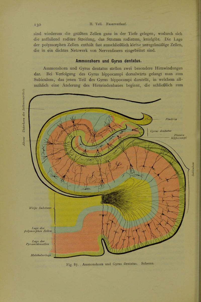 sind wiederum die groflten Zellen ganz in der Tiefe gelegen, wodurch sich die auffallend radiare Streifung, das Stratum radiatum, kundgibt. Die Lage der polymorphen Zellen enthiilt fast ausschliefilich kleinc unregelmaDige Zellen, die in ein dichtes Netzwerk von Nervenfasern eingebettet sind. Ammonshorn und Gyrus dentatus. Ammonshorn und Gyrus dentatus stellen zwei besondere Hirnwindungen dar. Bei Verfolgung des Gyrus hippocampi dorsalwarts gelangt man zum Subiculum, das jenen Teil des Gyrus hippocampi darstellt, in welchem all- miihlich eine Anderung des Hirnrindenbaues beginnt, die schlieOlich zum Fig. 87. Ammonshorn und Gyrus dentatus. Schema.