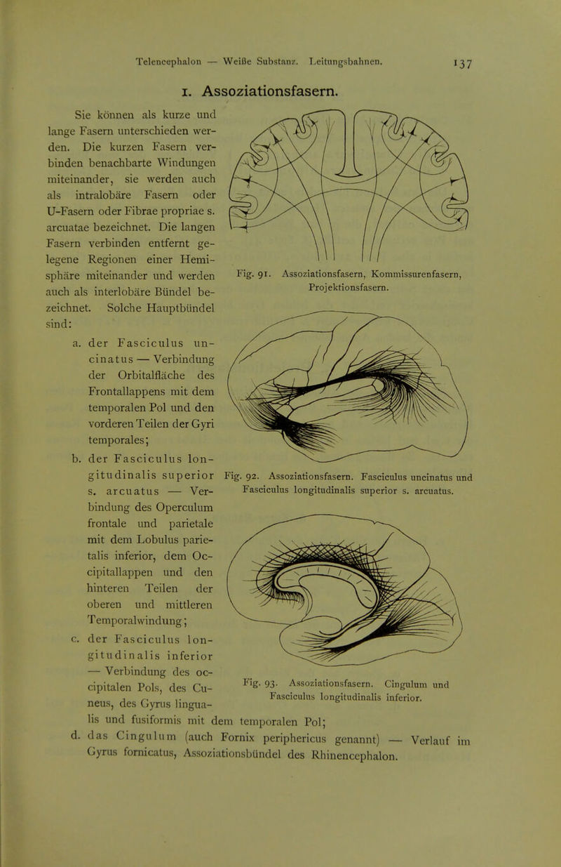 I. Assoziationsfasern. Sie konnen als kurze unci lange Fasern unterschieden war- den. Die kurzen Fasern ver- binden benachbarte Windungen miteinander, sie werden aiich als intralobare Fasem oder U-Fasern oder Fibrae propriae s. arcuatae bezeichnet. Die langen Fasern verbinden entfernt ge- legene Regionen einer Hemi- sphare miteinander und werden auch als interlobiire Biindel be- zeichnet. Solche Hauptbiindel sind: a. der Fasciculus un- cinatus — Verbindung der Orbitalflache des Frontallappens mit dem temporalen Pol und den vorderen Teilen der Gyri temporales; b. der Fasciculus lon- gitudinalis superior s. arcuatus — Ver- bindung des Operculum frontale und parietale mit dem Lobulus parie- talis inferior, dem Oc- cipitallappen und den hinteren Teilen der oberen und mittleren Temporalwindung; c. der Fasciculus lon- gitudinalis inferior — Verbindung des oc- cipitalen Pols, des Cu- neus, des Gyrus lingua- Fig. 91. Assoziationsfasern, Komniissiirenfasern, Projektionsfasern. Fig. 92. Assoziationsfasern. Fasciculus uncinatus und Fasciculus longitudinalis superior s. arcuatus. F'g- 93- Assoziationsfasern. Cingulum und Fasciculus longitudinalis inferior. lis und fusiformis mit dem temporalen Pol; Gyrus fomicatus, Assoziationsbundel des Rhinencephalon.
