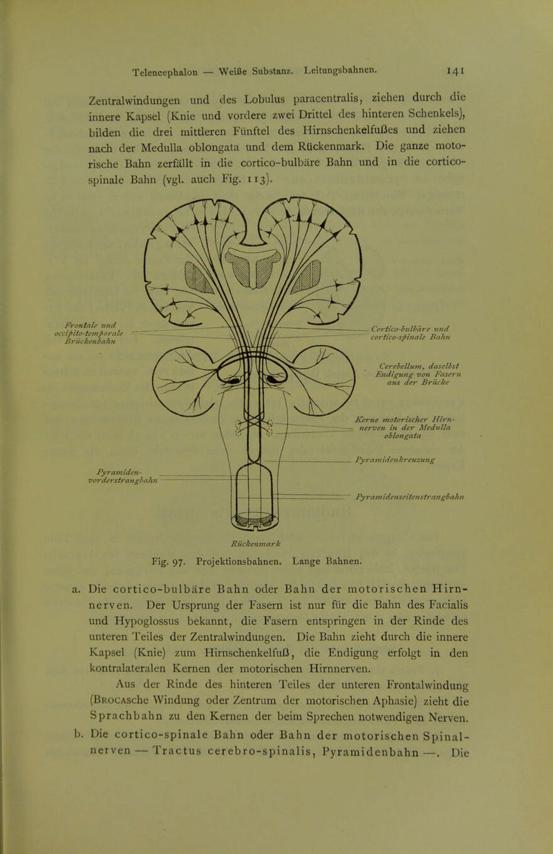 Zentralwindungen und des Lobulus paracentralis, ziehen durch die innere Kapsel (Knie und vordere zwei Drittel des hinteren Schenkels), bilden die drei mittleren Funftel des Hirnschenkelfufles und ziehen nach der Medulla oblongata und dem RUckenmark. Die ganze moto- rische Bahn zerfallt in die cortico-bulbiire Bahn und in die cortico- spinale Bahn (vgl. auch Fig. 113). Frontale mid occipito-teiiipora U B rite ken bahn Pyramiden- vorderstrattgbahn Cortico-btilb'dre und cortico-spinale Bahn Cerebellmn, daselhst Endignng von Fasern ans der Briicke Kerne motorischer Hirn- nerven in der Medulla oblongata Py7-amidenhreuzung Pyra7iiidenseitenstrajigbahn RUckenmark Fig. 97. Projektionsbahnen. Lange Bahnen. Die cortico-bulbare Bahn oder Bahn der motorischen Hirn- nerven. Der Ursprung der Fasern ist nur fur die Bahn des Facialis und Hypoglossus bekannt, die Fasern entspringen in der Rinde des unteren Teiles der Zentralwindungen. Die Bahn zieht durch die innere Kapsel (Knie) zum HirnschenkelfuO, die Endigung erfolgt in den kontralateralen Kernen der motorischen Hirnnerven. Aus der Rinde des hinteren Teiles der unteren Frontalwindung (BRocAsche Windung oder Zentrum der motorischen Aphasie) zieht die Sprachbahn zu den Kernen der beim Sprechen notwendigen Nerven. Die cortico-spinale Bahn oder Bahn der motorischen Spinal- nerven — Tractus cerebro-spinalis, Pyramidenbahn—. Die