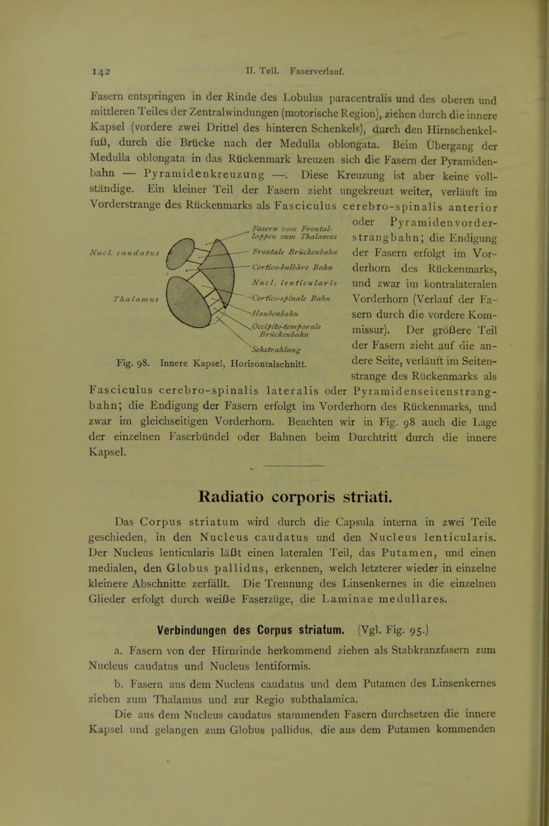 Fasern entspringen in der Rinde des l.obulus paracentralis und des oberen und niittleren Teiles der Zentralwindungen (motorische Region), ziehen durch die innere Kapsel (vordere zwei Drittel des hinteren Schenke]=), durch den Hirnschenkel- fuB, durch die Briicke nach der Medulla oblongata. Beim Ubergang der Medulla oblongata in das Ruckenmark kreuzen sich die Fasern der Pyramiden- bahn — Pyramidenkreuzung —. Diese Kreuzung ist aber keine voll- standige. Ein kleiner Teil der Fasern zieht ungekreuzt weiter, verlauft im Vorderstrange des Riickenmarks als Fasciculus cerebro-spinalis anterior oder Pyramiden vorder- strangbahn; die Endigung der Fasern erfolgt im Vor- derhorn des Riickenmarks, und zwar im kontralateralen Vorderhom (Verlauf der Fa- sern durch die vordere Kora- missur). Der groBere Teil der Fasern zieht auf die an- dere Seite, verlautt im Seiten- strange des Riickenmarks als Fasciculus cerebro-spinalis lateralis oder Pyramidenseicenstrang- bahn; die Endigung der Fasern erfolgt im Vorderhom des Ruckenmarks, und zwar im gleichseitigen Vorderhom. Beachten wir in Fig. 98 auch die Lage der einzelnen Faserbiindel oder Bahnen beim Durchtritt durch die innere Kapsel. Radiatio corporis striati. Das Corpus striatum wird durch die Capsula interna in zwei Teile geschieden, in den Nucleus caudatus und den Nucleus lenticularis. Der Nucleus lenticularis lafit einen lateralen Teil, das Putamen, und einen medialen, den Globus pallidus, erkennen, welch letzterer wieder in einzelne kleinere Abschnitte zerfallt. Die Trennung des Linsenkernes in die einzelnen Glieder erfolgt durch weifle Faserziige, die Laminae medullares. Verbindungen des Corpus striatum. (Vgl. Fig. 95.) a. Fasern von der Hirnrinde herkommend ziehen als Stabkranzftisern zum Nucleus caudatus und Nucleus lentiformis. b. Fasern aus dem Nucleus caudatus und dem Putamen des Linsenkernes ziehen zum Thalamus und zur Regio subthalamica. Die aus dem Nucleus caudatus stammenden Fasern durchsetzen die innere Kapsel und gelangen zum Globus pallidus, die aus dem Putamen kommenden Nncl. cmidntns Thn Invttis Fasern voiit Frontal- lappen znm Thalamus Frontale Briickenbahn Cortico-bulbare Bahn Nncl. lenticularis Cortico-spinale Bahn Hanbenbahn Occipito-temporale Briickenbahn ^ Sehstrahbtng Fig. 98. Innere Kapsel, Horizontalschnitt.