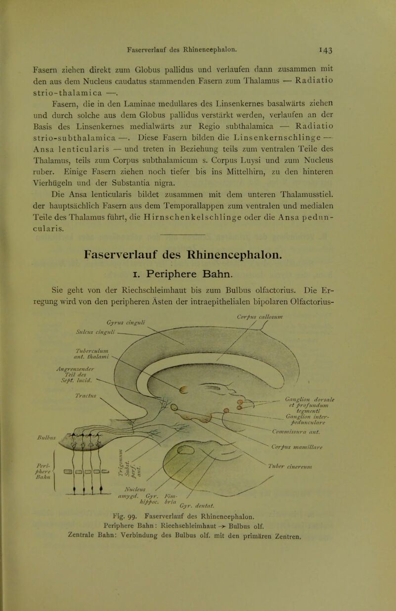 Fasern ziehen direkt zum Globus pallidus imd verlaufen dann zusammen mit den aus dem Nucleus caudatus stamnienden Fasern zum Thalamus — Radiatio strio-thalamica —. Fasern, die in den Laminae medullares des Linsenkernes basalwarts ziehen und durch solche aus dem Globus pallidus verstarkt werden, verlaufen an der Basis des Linsenkernes raedialwarts zur Regio subthalamica — Radiatio strio-subthalamica —. Diese Fasern bilden die Linsenkernschlinge — Ansa lenticularis — und treten in Beziehung teils zum ventralen Telle des Thalamus, teils zum Corpus subthalamicum s. Corpus Luysi und zum Nucleus ruber. Einige Fasern ziehen noch tiefer bis ins Mittelhirn, zu den hinteren Vierhiigeln und der Substantia nigra. Die Ansa lenticularis bildet zusammen mit dem unteren Thalamusstiel. der hauptsachlich Fasern aus dem Temporallappen zum ventralen und medialen Teile des Thalamus fiihrt, die Hirnschenkelschlinge oder die Ansa pedun- cularis. Faserverlauf des Rhinencephalon. I. Periphere Bahn. Sie geht von der Riechschleimhaut bis zum Bulbus olfactorius. Die Er- regung wird von den peripheren Asten der intraepithelialen bipolaren Olfactorius- Corjms callosum Gyrus cingnli Sulcus cinguli Tiiberculnin a7it. thalaml Angrenzender Teil des Sept. lucid. Tractui Bulbus , Ganglion dorsale et profundinn teginentl Ganglion inter- pedunculare ~ Comvtissura ant. Corpus vtavtillare Tuber cinerevvi Nucleus amygd. Gyr. Fivt- hippoc. bria ... Gyr. denial. I'ig- 99- Faserverlauf des Rhinencephalon. Periphere Bahn: Riechschleimhaut Bulbus olf. Zentrale Bahn: Verbindiing des Bulbus olf. mit den primSren Zentren.