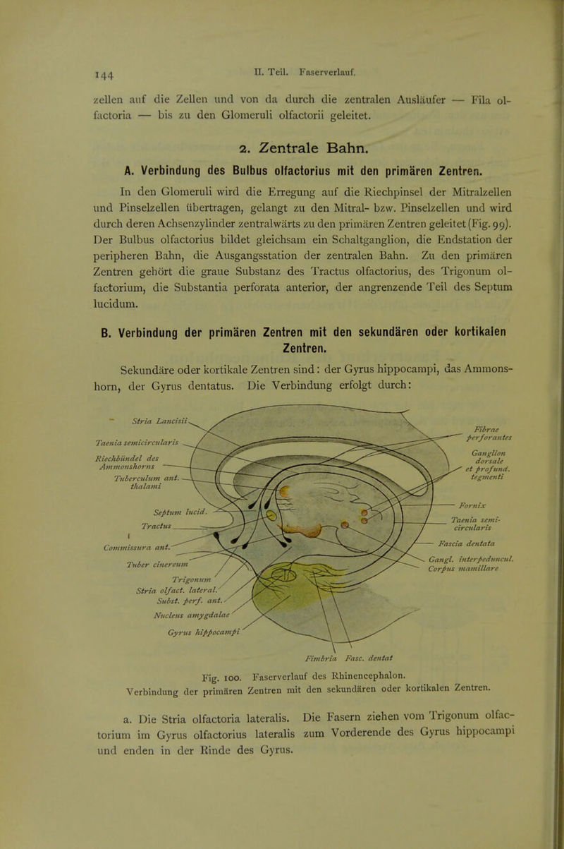 zellen auf die Zellen unci von da durch die zentralen Ausliiufer — Fila ol- factoria — bis zu den Glomeruli olfactorii geleitet. 2. Zentrale Bahn. A. Verbindung des Bulbus olfactorius mit den primaren Zentren. In den Glomeruli wird die Erregung auf die Riechpinsel der Mitralzellen und Pinselzellen iibertragen, gelangt zu den Mitral- bzw. Pinselzellen und wird durch deren Achsenzylinder zentralwarts zu den primaren Zentren geleitet (Fig. 99). Der Bulbus olfactorius bildet gleichsam ein Schaltganglion, die Endstation der peripheren Bahn, die Ausgangsstation der zentralen Bahn. Zu den primaren Zentren gehort die graue Substanz des Tractus olfactorius, des Trigonum ol- factorium, die Substantia perforata anterior, der angrenzende Teil des Septum lucidum. B. Verbindung der primaren Zentren mit den sel<undaren oder kortikalen Zentren. Sekundare oder kortikale Zentren sind: der Gyrus hippocampi, das Ammons- horn, der Gyrus dentatus. Die Verbindung erfolgt durch: Fimbria Fasc. dentat Fig. 100. Faserverlauf des Rhinencephalon. Verbindung der primaren Zentren mit den sekundaren oder kortikalen Zentren. a. Die Stria olfactoria lateralis. Die Fasern ziehen vom Trigonum olfac- torium im Gyrus olfactorius lateralis zum Vorderende des Gyrus hippocampi und enden in der Rinde des Gyms.