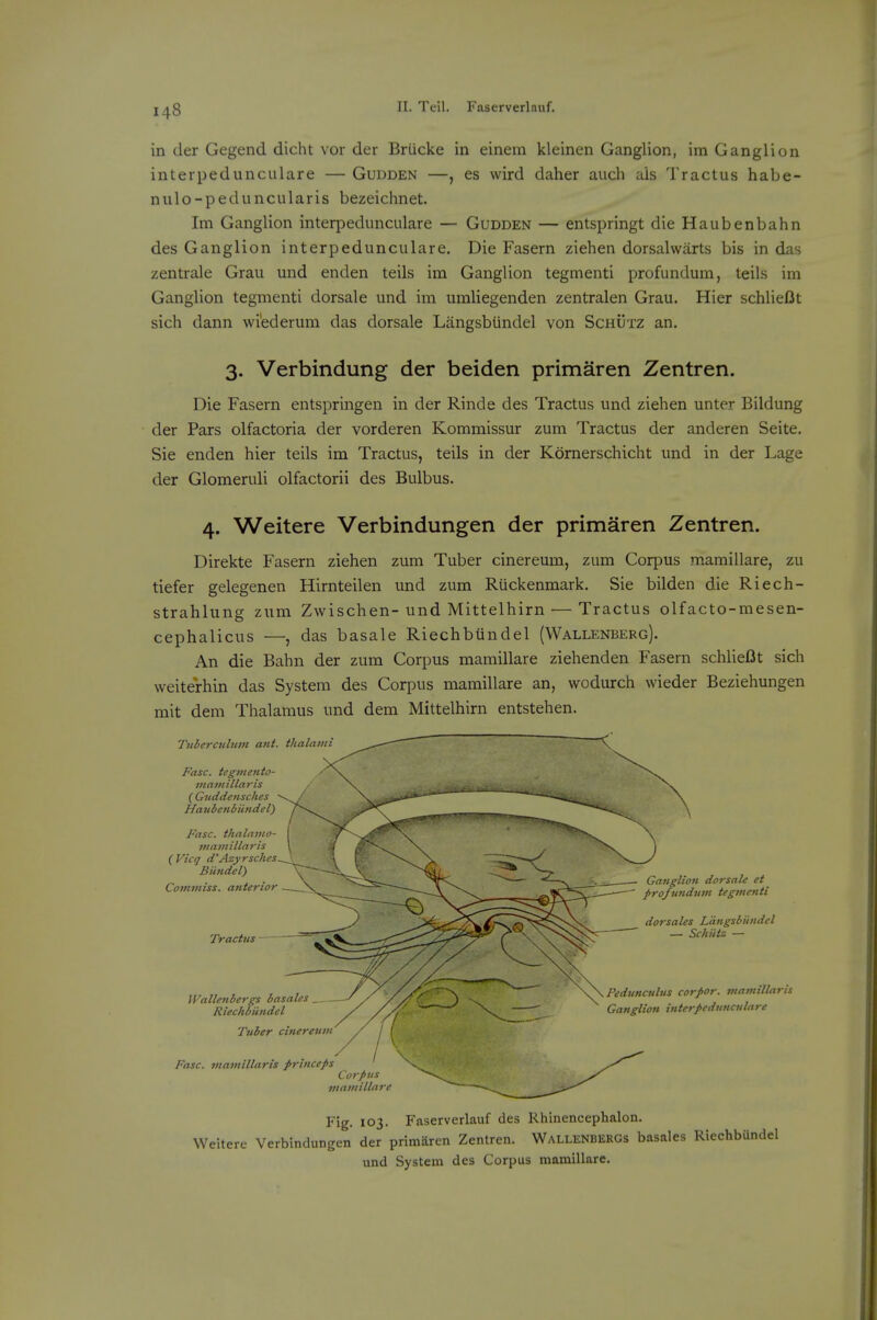 in der Gegend dicht vor der Brucke in einem kleinen Ganglion, im Ganglion interpedunculare — Gudden —, es wird daher audi als Tractus habe- nulo-peduncularis bezeichnet. Im Ganglion interpedunculare — Gudden — entspringt die Haubenbahn des Ganglion interpedunculare. Die Fasern ziehen dorsalwarts bis in das zentrale Grau und enden teils im Ganglion tegmenti profundum, teils im Ganglion tegmenti dorsale und im umliegenden zentralen Grau. Hier schlieDt sich dann wi'ederum das dorsale Langsbiindel von Schutz an. 3. Verbindung der beiden primaren Zentren. Die Fasern entspringen in der Rinde des Tractus und ziehen unter Bildung der Pars olfactoria der vorderen Kommissur zum Tractus der anderen Seite. Sie enden hier teils im Tractus, teils in der Komerschicht und in der Lage der Glomeruli olfactorii des Bulbus. 4. Weitere Verbindungen der primaren Zentren. Direkte Fasern ziehen zum Tuber cinereum, zum Cor^DUs mamillare, zu tiefer gelegenen Hirnteilen und zum Riickenmark. Sie bilden die Riech- strahlung zum Zwischen-und Mittelhirn — Tractus olfacto-mesen- cephalicus —, das basale Riechbundel (Wallenberg). An die Bahn der zum Corpus mamillare ziehenden Fasern schlieUt sich weiterhin das System des Corpus mamillare an, wodurch wieder Beziehungen mit dem Thalamus und dem Mittelhirn entstehen. Tiiberculum ant. thalatni Fasc. tegmetiio- mamillaris ( Giiddensches Havbenbiindel) Fasc. thalavio- mamillaris {Vicq d'Azyrsches Biindel) Comviiss. anterior Tractus - Walleiibergs basales _ _ Riechbicndel Tnber cinereuvi Fasc. vtamillaris princeps Corpus viamillare Ganglion dorsale et profundum tegmenti dorsales Langsbiindel — Schiitz — Peduncttlus corpor. mamillaris Ganglion interpedunculare Fig. 103. Faserverlauf des Rhinencephalon. Weitere Verbindungen der primaren Zentren. Wallenbergs basales Riechbundel und System des Corpus mamillare.