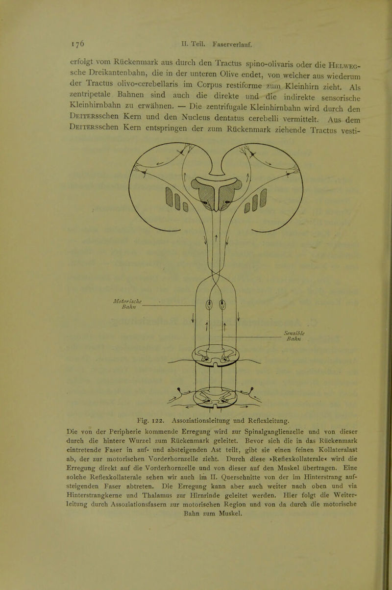 erfolgt vom RUckenmark aus clurch den Tractus spino-olivaris oder die Helnveg- sche Dreikantenbahn, die in der unteren Olive endet, von weicher aus wiederum der Tractus olivo-cerebellaris im Corpus restiforme r.un Kleinhirn zieht. Als zentripetale Bahnen sind auch die direkte und die indirekte sensorische Kleinhirnbahn zu erwahnen. — Die zentrifugale Kleinhirnbahn wird durch den DEiTERsschen Kem und den Nucleus dentatus cerebelli vermittelt. Aus dam DEiTERSschen Kern entspringen der zum RUckenmark ziehende Tractus vesti- Motorische Bahn Sensible Bahti Fig. 122. Assoziationsleitung und Reflexleitung. Die von der Peripherie kommende Erregung wird zur Spinalganglienzelle imd von dieser durch die hintere Wurzel zum RUckenmark geleitet. Bevor sich die in das RUckenmark eintretende Faser in auf- und absteigenden Ast teilt, gibt sie einen feinen Kollateralast ab, der zur motorischen Vorderhornzelle zieht. Durch diese >ReflexkolIaterale< wird die Erregung direkt auf die Vorderhornzelle und von dieser auf den Muskel Ubertragen. Eine seiche Reflexkollaterale sehen wir auch im II. Querschnitte von der im Hinterstrang auf- steigenden Faser abtreten. Die Erregung kann aber auch weiter nach oben und via Hinterstrangkerne und Thalamus zur Hirnrinde geleitet werden. Ilier folgt die Weiter- Icitung durch Assoziationsfasern zur motorischen Region und von da durch die motorische Bahn zum Muskel.
