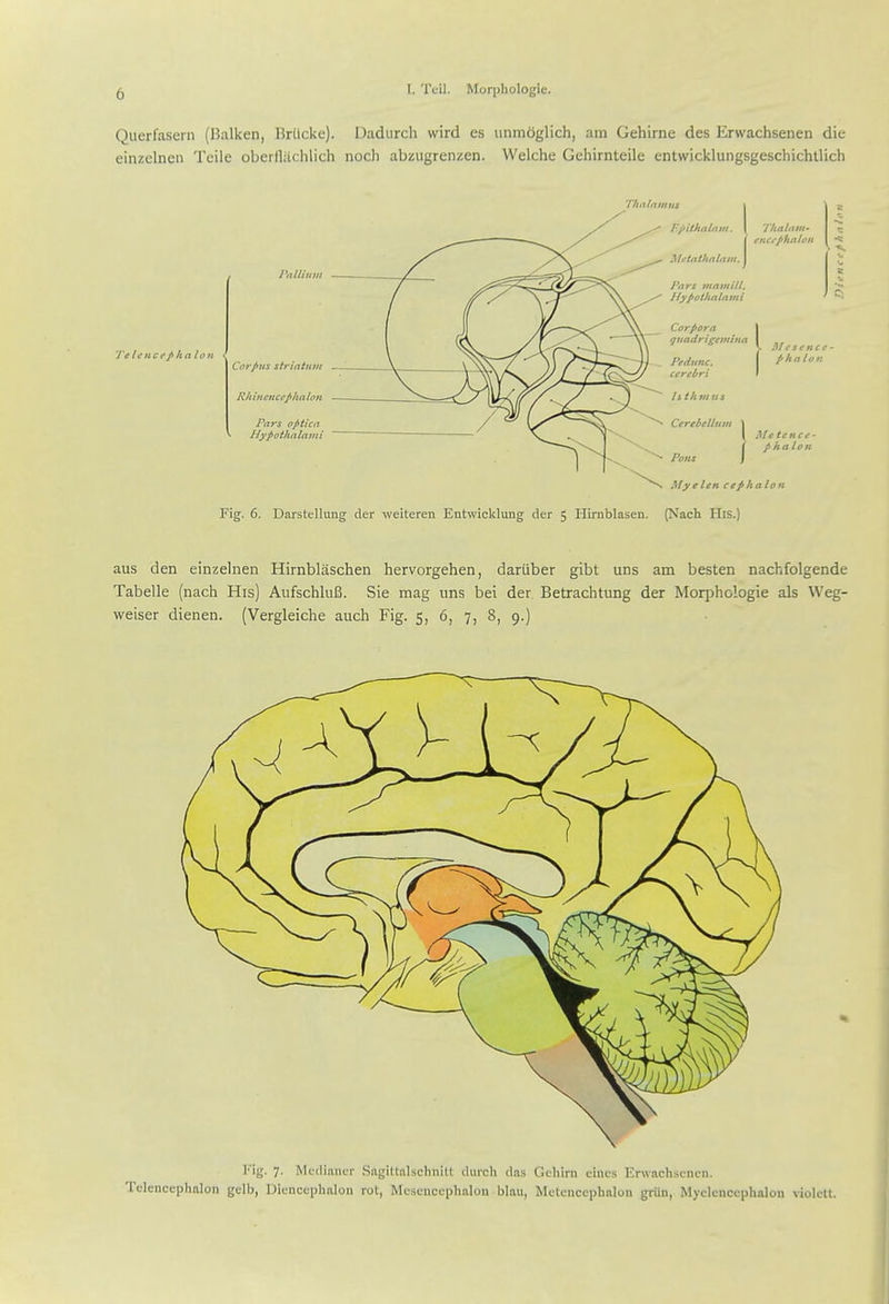 Querfasern (Balken, Brticke). Dadiirch wird es unmoglich, am Gehirne des Erwachsenen die einzclnen Tcile obeifluchlich noch abzugreiuen. Welche Gehirnteile entwicklungsgeschichtlich Thalamus Fjnthaltim. Metathalavt. Tetcncifpka Ion ■ Pallium Corpus striatum Rh ineucejthahm Pars optica Hypothalami Potts Myelen cephalon Fig. 6. Darstellung der weiteren Entwicklung der 5 Hirnblasen. (Nach His.) aus den einzelnen Hirnblaschen hervorgehen, dariiber gibt uns am besten nachfolgende Tabelle (nach His) Aufschlufi. Sie mag uns bei der. Betrachtung der Morphologic als Weg- weiser dienen. (Vergleiche auch Fig. 5, 6, 7, 8, 9.) Kig. 7. Mctlinncr SngiltiilschiiiU durch dns Gcliirn cincs KrwachsciK-n. Tdenccphftlon gelb, Dicnccpbalon rot, Mesencephalon blau, Mctcnccphnlon griin, Myelencephalon violctt.