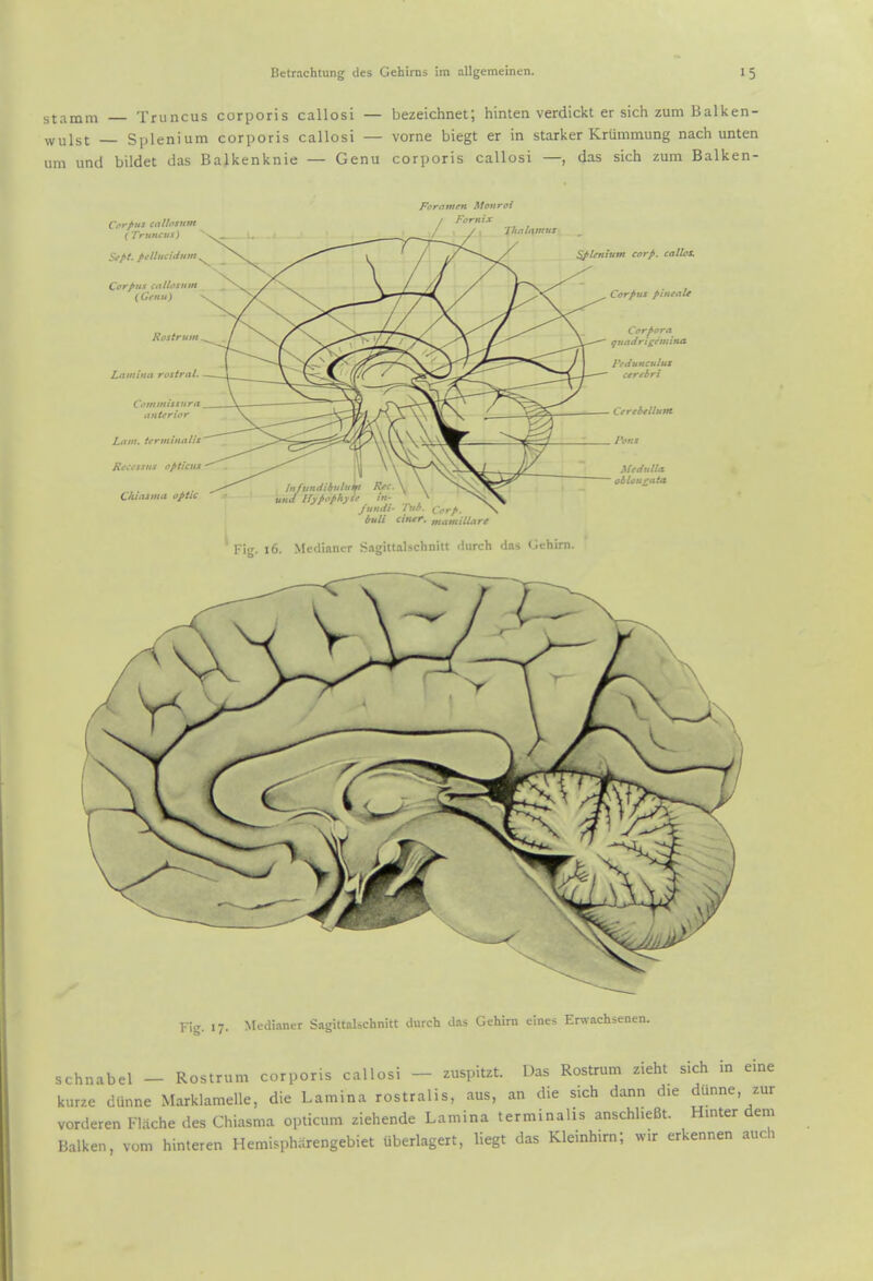 stamm — Truncus corporis callosi — bezeichnet; hinten verdickt er sich zum Balken- wulst — Splenium corporis callosi — vorne biegt er in starker Krummung nach unten urn unci bildet das Balkenknie — Genu corporis callosi —, das sich zum Balken- Corpus calhsum { Truncus) S^pt. peUucidum Corpus cttiiosum ( Gfftu) Rostrum Lamina rostral. Commissura anterior Lam. ierminalis' Recfssus opticus - Chiasma optic Foramen Monroi Fornix Thalamus i%tm corp. callos. Corpus pincaU Corpora g uadrigemina Medulla oblongata fundi jitititi' Corp. > IfuU cintr. mamillare ^ Fig. 16. Mediancr Sagittalschniti rlurch das Gchim. Fig. 17. Medianer Sagittalschnitt durch das Gehira elnes Er\s-ach3enen. schnabel - Rostrum corporis callosi - zuspitzt. Das Rostrum zieht sich in eine kurze danne Marklamelle, die Lamina rostralis, aus, an die sich dann die dlinne zur vorderen Flache des Chiasma opticum ziehende Lamina terminalis anschheBt. Hmter dem Balken, vom hinteren Hemi.pharengebiet uberlagert, liegt das Kleinhirn; wir erkennen auch