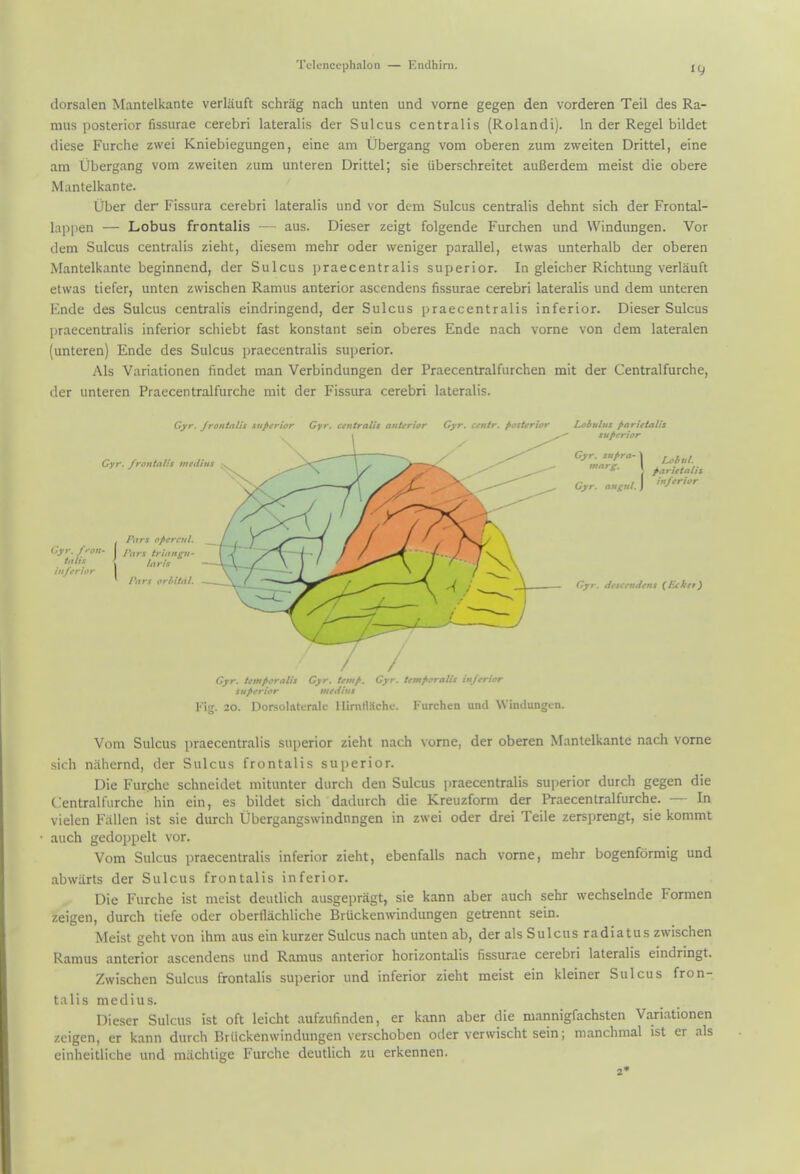 dorsalen Mantelkante verlauft schrag nach unten und vorae gegen den vorderen Teil des Ra- mus posterior fissurae cerebri lateralis der Sulcus centralis (Rolandi). In der Kegel bildet diese Furche zwei Kniebiegungen, eine am Ubergang vom oberen zum zweiten Drittel, eine am Ubergang vom zweiten zum unteren Drittel; sie iiberschreitet auBerdem meist die obere Mantelkante. Uber der Fissura cerebri lateralis und vor dem Sulcus centralis dehnt sich der Frontal- lappen — Lobus frontalis — aus. Dieser zeigt folgende Furchen und Windungen. Vor dem Sulcus centralis zieht, diesem mehr oder weniger parallel, etwas unterhalb der oberen Mantelkante beginnend, der Sulcus praecentralis superior. In gleicher Richtung verlauft etwas tiefer, unten zwischen Ramus anterior ascendens fissurae cerebri lateralis und dem unteren Ende des Sulcus centralis eindringend, der Sulcus praecentralis inferior. Dieser Sulcus praecentralis inferior schiebt fast konstant sein oberes Ende nach vorne von dem lateralen (unteren) Ende des Sulcus praecentralis superior. Als Variationen findet man Verbindungen der Praecentralfurchen mit der Centralfurche, der unteren Praecentralfurche mit der Fissura cerebri lateralis. Gyr. frontalis superior Gyr. centralis anterior Gyr. centr. posterior Cyr. frontalis tnedi ti<iis . Pars optrcul. I l\\rs tritingn- \ laris Par riilal. Lcbulus parietalis superior Cyr. supra. \ ^ \ parietalis Gyr. ans»l.\ '/•''• Cyr. dtscendens (Ecker) / Gyr. temporalis Cyr. temp. Gyr. temporalis inferior superior medius Kig. 20. Dorsoltttcralc llirnfliiche. Furchen untl Windungen. Vom Sulcus praecentralis superior zieht nach vorne, der oberen Mantelkante nach vome sich niiliernd, der Sulcus frontalis superior. Die Furche schneidet niitunter durch den Sulcus praecentralis superior durch gegen die t:entrallurche hin ein, es bildet sich dadurch die Kreuzform der Praecentralfurche. — In vielen Fallen ist sie durch tJbergangswindnngen in zwei oder drei Teile zersprengt, sie kommt auch gedoppelt vor. Vom Sulcus praecentralis inferior zieht, ebenfalls nach vome, mehr bogenformig und abwarts der Sulcus frontalis inferior. Die Furche ist meist deutlich ausgepragt, sie kann aber auch sehr wechselnde Formen zeigen, durch tiefe oder oberllachliche Bruckenwindungen getrennt sein. Meist geht von ihm aus ein kurzer Sulcus nach unten ab, der als Sulcus radiatus zwischen Ramus anterior ascendens und Ramus anterior horizontalis fissurae cerebri lateralis eindringt. Zwischen Sulcus frontalis superior und inferior zieht meist ein kleiner Sulcus fron- talis medius. Dieser Sulcus ist oft leicht aufzufinden, er kann aber die mannigfachsten Variationen zeigen, er kann durch Briickenwindungen verschoben oder verwischt sein; manchmal ist er als cinheitliche und miichtige Furche deutlich zu erkennen.