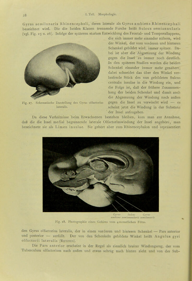 Gyrus semilunaris Rhinencephali, deren laterale als Gyrus ambiens Rhinencephali bezeichnet wird. Die die beiden Klauen trennende Furche heiBt Sulcus seiniannularis (vgl. Fig. 25 u. 26). Infolge der spiiteren starken Entwicklung des Frontal- und Temporallappens, die sich immer mehr einander nahern, wird der Winkel, der vom vorderen und hinteren Schenkel gebildet wird^ immer sjjitzer. Da- bei ist aber die Abgrenzung der Windung gegen die Insel zu immer noch deutlich. In den spateren Stadien werden die beiden Schenkel einander immer mehr genahert; dabei schneidet das iiber den Winkel ver- laufende Stiick des nun gebildeten Sulcus centralis insulae in die Windung ein, und die Folge ist, daU der friihere Zusammen- hang der beiden Schenkel und damit auch die Abgrenzung der Windung nach auBen gegen die Insel zu verwischt wird — es scheint jetzt die Windung in der Substanz der Insel aufzugehen. Da diese Verhaltnisse beim Erwachsenen bestehen bleiben, kam man zur Annahme, daS die die Insel medial begrenzende laterale Olfactoriuswindung der Insel angehore, man bezeichnete sie als Limen insulae. Sie gehort aber zum Rhinencephalon und repriisentiert Fig. 27. Schematische Darstellung des Gyrus olfactorius lateralis. C\}-i;s Sitl,iis i^yrtts ami'ifits seiniannularis semilunaris l''ig. 28. Pliotographie eines Gehirns vom 4monatlichcn Fotus, den Gyrus olfactorius lateralis, der in einen vorderen und hinteren Schenkel — Pars anterior und posterior — zerfallt. Der von den Schenkeln gebildete Winkel heiBt Angulus gyri olfactorii lateralis (Retzius). Die Pars anterior erscheint in der Regel als ziemlich breiter Windungszug, der vom Tuberculum olfactorium nach auBen und etwas schriig nach hinten zieht und von der Sub-