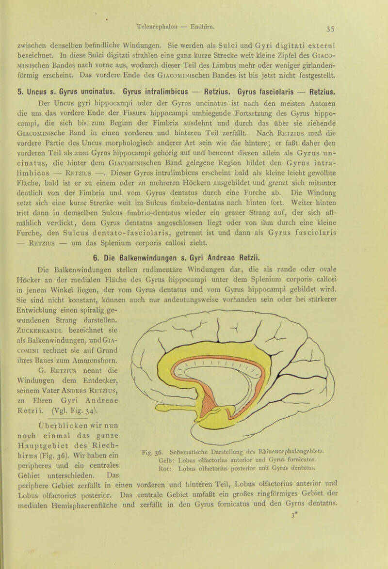 zwischen denselben befindliche Windungen. Sie werden als Sulci und Gyri digitati extern! bezeichnet. In diese Sulci digitati strahlen eine ganz kurze Strecke wait kleine Zipfel des Giaco- MiNischen Bandes nach vorne aus, wodurch dieser Teil des Limbus mehr oder weniger girlanden- formig erscheint. Das vordere Ende des GiACOMiNischen Bandes ist bis jetzt nicht festgestellt. 5. Uncus s. Gyrus uncinatus. Gyrus intralimbicus — Retzius. Gyrus fasciolaris — Retzius. Der Uncus gyri hippocampi oder der Gyrus uncinatus ist nach den meisten Autoren die urn das vordere Ende der Fissura hippocampi umbiegende Fortsetzung des Gyrus hippo- campi, die sich bis zum Beginn der Fimbria ausdehnt und durch das Uber sie ziehende GiACOMiNische Band in einen vorderen und hinteren Teil zerfallt. Nach Retzius muB die vordere Partie des Uncus morphologisch anderer Art sein wie die hintere; er faBt daher den vorderen Teil als zum Gyrus hippocampi gehorig auf und benennt diesen allein als Gyrus un- cinatus, die hinter dem GiACOMiNischen Band gelegene Region bildet den Gyrus intra- limbicus — Retzius —. Dieser Gyrus intralimbicus erscheint bald als kleine leicht gewolbte Fliiche, bald ist er zu einem oder zu mehreren Hockern ausgebildet und grenzt sich mitunter deutlich von der Fimbria und vom Gyrus dentatus durch eine Furche ab. Die Windung setzt sich eine kurze Strecke weit im Sulcus fimbrio-dentatus nach hinten fort. Weiter hinten tritt dann in demselben Sulcus fimbrio-dentatus wieder ein grauer Strang auf, der sich all- mahlich verdickt, dem Gyrus dentatus angeschlossen liegt oder von ihm durch eine kleine Furche, den Sulcus dentato-fasciolaris, getrennt ist und dann als Gyrus fasciolaris — Retzius — um das Splenium corporis callosi zieht. 6. Die Balkenwindungen s. Gyri Andreae Retzii. Die Balkenwindungen stellen rudimentiire Windungen dar, die als runde oder ovale Hooker an der medialen Fliiche des Gyrus hijjpocampi unter dem Splenium corporis callosi in jenem VVinkel liegen, der vom Gyrus dentatus und vom Gjtus hippocampi gebildet wird. Sie sind nicht konstant, konnen auch nur andeutungsweise vorhanden sein oder bei starkerer Entwicklung einen spiralig ge- wundenen Strang darstellen. ZucKERKANDL bczcichnet sie als Balkenwindungen, undGiA- cdMiNi rechnet sie auf Grund ihres Baues zum Amraonshorn. G. Retzius nennt die Windungen dem Entdecker, seinem Vater Anders Retzius, zu Ehren Gyri Andreae Retzii. (Vgl. Fig. 34). tiberblicken wir nun noch einmal das ganze Hauptgebiet des Riech- hirns (Fig. 36). Wir haben ein peripheres und ein centrales Gebiet unterschieden. Das periphere Gebiet zerfallt in einen vorderen und hinteren Teil, Lobus olfactorius anterior und Lobus olfactorius posterior. Das centrale Gebiet umfaBt ein groBes ringformiges Gebiet der medialen Hemisphacrenflache und zerfallt in den Gyrus fornicatus und den Gyrus dentatus. 3* Fig. 36. Schemntische Darstellung des Rhinencephalongebiets. Gelb: I.obus olfactorius .interior und Gyrus fornicatus. Rot: Lobus olfactorius posterior und Gyrus dentatus.