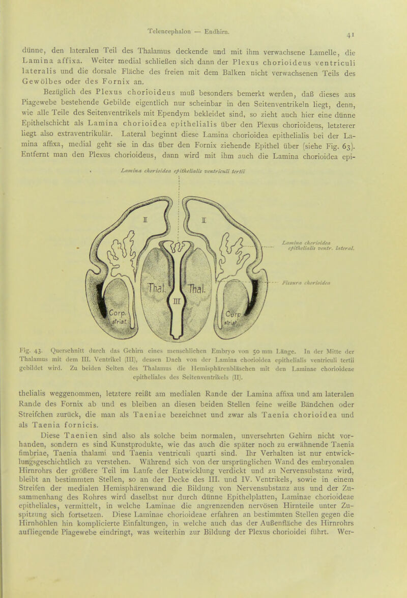 41 dtinne, den lateralen Teil des Thalamus deckende und mit ihm verwachsene Lamelle, die Lamina affixa. Welter medial schlieBen sich dann der Plexus chorioideus ventriculi lateralis und die dorsale Fliiche des freien mit dem Balken nicht verwachsenen Teils des Gewolbes oder des Fornix an. Bezuglich des Plexus chorioideus muB besonders bemerkt werden, daB dieses aus Piagewebe bestehende Gebilde eigentlich nur scheinbar in den Seitenventrikeln liegt, denn, wie alle Teile des Seitenventrikels mit Ependym bekleidet sind, so zieht auch hier eine dUnne Epithelschicht als Lamina chorioidea epithelialis Uber den Plexus chorioideus, letzterer liegt also extraventrikuliir. Lateral beginnt diese Lamina chorioidea epithelialis bei der La- mina affixa, medial geht sie in das fiber den Fornix ziehende Epithel uber (siehe Fig. 63). Entfernt man den Plexus chorioideus, dann wird mit ihm auch die Lamina chorioidea epi- • Lntnina chorioidea epithilialis ventriculi Urtii Lttmina ckuriaitiea r/'ithelinlis ventr. lateral. Fisxurn charioidta 1''5- 43- Qucrschnitt (lurch das Gehirn eincs mcnschlichcn Embn o von 50 mm LSnge. In der MUte der Thalamus mit dem III. Ventrikel (III), desscn Dach von der I^imina chorioidea epithelialis ventriculi tertii gebildet wird. Zu bciden Seiten des Thalamus die IlemisphSrcnblSschen mit den Laminae chorioideae epitheli.iles des Seitenventrikels (II). thelialis weggenommen, letztere reiSt am medialen Rande der Lamina affi.xa und am lateralen Ramie des Fornix ab und es bleiben an diesen beiden Stellen feine weiBe Bandchen oder Streifchen zurtick, die man als Taeniae bezeichnet und zwar als Taenia chorioidea und als Taenia fornicis. Diese Taenien sind also als solche beim normalen, unversehrten Gehirn nicht vor- handen, sondern es sind Kunstprodukte, wie das auch die spater noch zu erwahnende Taenia fimbriae. Taenia thalami und Taenia ventriculi quarti sind. Ihr Verhalten ist nur ent^vick- lungsgeschichtlich zu verstehen. Wahrend sich von der ursprunglichen Wand des embr)'onalen Hirnrohrs der groBere Teil im Laufe der Entwicklung verdickt und zu Nervensubstanz wird, bleibt an bestimmten Stellen, so an der Decke des III. und IV. Ventrikels, sowie in einem Streifen der medialen Hemispharenwand die Bildung von Nervensubstanz aus und der Zu- sammenhang des Rohres wird daselbst nur durch dfinne Epithelplatten, Laminae chorioideae epitheliales, vermittelt, in welche Laminae die angrenzenden nervosen Hirnteile unter Zu- spitzung sich fortsetzen. Diese Laminae chorioideae erfahren an bestimmten Stellen gegen die Hirnhohlen bin komplicierte Einfaltungen, in welche auch das der AuBentlache des Hirnrohrs aufliegende Piagewebe eindringt, was weiterhin zur Bildung der Plexus chorioidei flihrt. Wer-