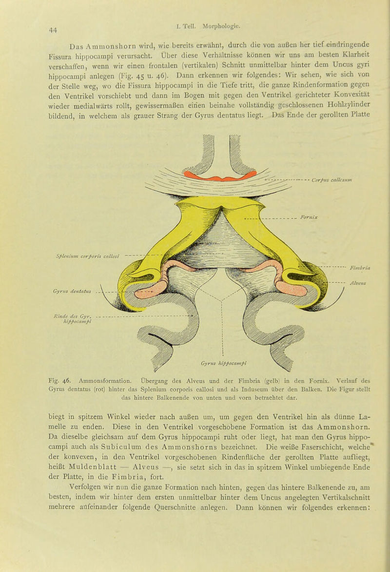 Das Amnionshorn wird, wie bereits ersvahnt, durch die von auBen her tief eindringende Fissura hippocampi verursacht. Uber diese Verhaltnisse konnen wir uns am beslen Klarheit verschaffen, wenn wir einen frontalen (vertikalen) Schnitt unmittelbar hinter dem Uncus gyri hippocampi anlegen (Fig. 4S u. 46). Dann erkennen wir folgendes: Wir sehen, wie sich von der Stella weg, wo die Fissura hippocampi in die Tiefe tritt, die ganze Rindenformation gegen den Ventrikel vorschiebt und dann ini Bogen mit gegen den Ventrikel gerichteter Konvexitat wieder medialwiirts roUt, gewissermaBen eirien beinahe voUstandig geschlossenen Hohlzylinder bildend, in welchem als grauer Strang der Cyrus dentatus liegt. Das Ende der gerollten Platte Fig. 46. Ammonsformation. Ubergang des Alveus und der Fimbria (gelb) in den Fornix. Verlauf des Gyrus dentatus (rot) hinter das Spienium corporis callosi und als Induseum iiber den Balken. Die Figur stellt das hintere Balkenende von unten und vorn betrachtet dar. biegt in spitzem Winkel wieder nach auBen um, um gegen den Ventrikel bin als diinne La- melle zu enden. Diese in den Ventrikel vorgeschobene Formation ist das Ammonshorn. Da dieselbe gleichsam auf dem Gyrus hippocampi ruht oder liegt, hat man den Gyrus hippo- campi auch als Subiculum des Ammonshorns bezeichnet. Die weiBe Faserschicht, welche* der konvexen, in den Ventrikel vorgeschobenen Rindenfliiche der gerollten Platte aufliegt, heiBt Muldenblatt — Alveus —, sie setzt sich in das in spitzem Winkel umbiegende Ende der Platte, in die Fimbria, fort. Verfolgen wir nun die ganze Formation nach hinten, gegen das hintere Balkenende zu, am bestcn, indem wir hinter dem ersten unmittelbar hinter dem Uncus angelegten Vertikalschnitt mehrere aufeinander folgende Querschnitte anlegen. Dann konnen wir folgendes erkennen: