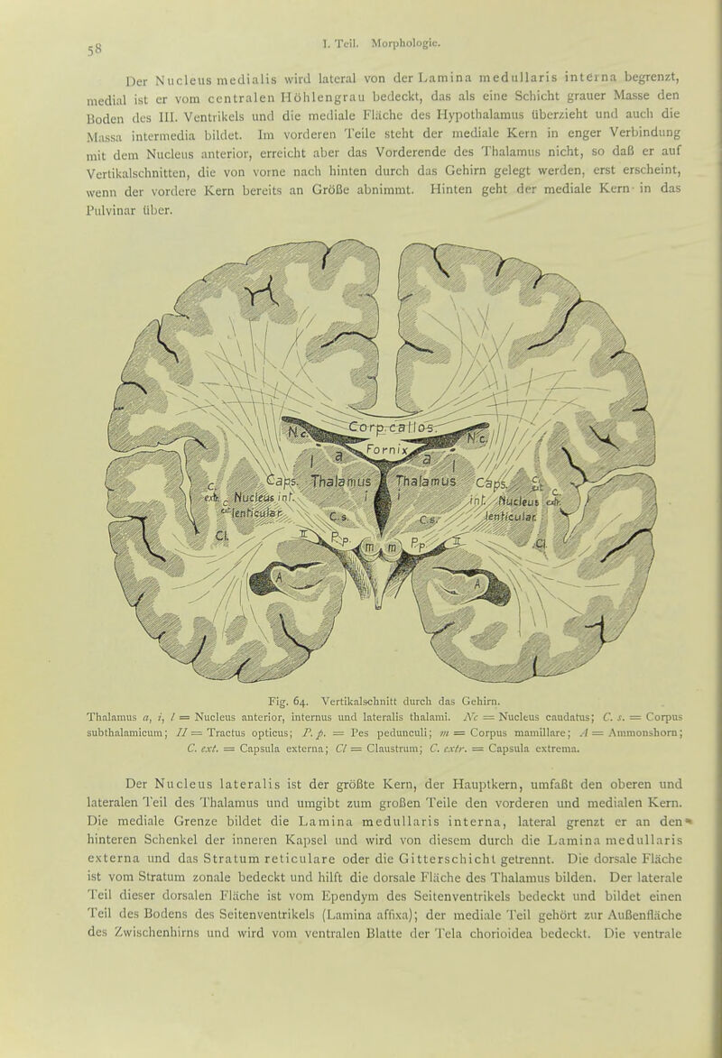 Der Nucleus medialis wird lateral von der Lamina mediillaris interna begrenzt, medial ist er vom centralen Hohlengrau bedeckt, das als eine Schicht graiier Masse den Boden dcs III. Ventrikels und die mediale Fliiche des Hypothalamus Uberzieht und audi die Massa intermedia bildet. Im vorderen Teile steht der mediale Kern in enger Verbindung mit deni Nucleus anterior, erreicht aber das Vorderende des Thalamus nicht, so daB er auf Vertikalschnitten, die von vorne nach hinten durch das Gehirn gelegt werden, erst erscheint, wenn der vordere Kern bereits an GroBe abnimmt. Hinten geht der mediale Kern in das Pulvinar liber. Fig. 64. Vertikalschnitt durcli das Gehirn. Thalamus a, i, I = Nucleus anterior, intemus und lateralis thalami. iVc = Nucleus caudatus; C. s. - Corpus subthalamicum; //= Tractus opticus; P.p. = Pes pedunculi; ?« = Corpus maiuillare; .•/= Ammonshom; C. ext. = Capsula externa; C/ = Claustrum; C. cxtr. - Capsula extrcma. Der Nucleus lateralis ist der groBte Kern, der Hauptkern, umfaBt den oberen und lateralen Teil des Thalamus und umgibt zum groBen Teile den vorderen und medialen Kern. Die mediale Grenze bildet die Lamina medullaris interna, lateral grenzt er an den* hinteren Schenkel der inneien Kajisel und wird von diesem durch die Lamina medullaris externa und das Stratum reticulare oder die Gitterschichl getrennt. Die dorsale Flache ist vom Stratum zonale bedeckt und hilft die dorsale Flache des Thalamus bilden. Der laterale Teil dieser dorsalen Flache ist vom Ependym des Seitenventrikels bedeckt und bildet einen Teil des Bodens des Seitenventrikels (Lamina affixa); der mediale Teil gehort zur AuBenfliiche des Zwischenhirns und wird vom vcntralcn Blatte der Tela chorioidea bedeckt. Die ventrale