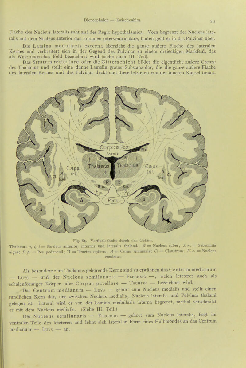 Flache des Nucleus lateralis ruht auf der Regio hypothalamica. Vorn begrenzt der Nucleus late- ralis mit dem Nucleus anterior das Foramen interventriculare, hinten geht er in das Pulvinar uber. Die Lamina medullaris externa tiberzieht die ganze auBere Flache des lateralen Kernes und verbreitert sich in der Gegend des Pulvinar zu einem dreieckigen Markfeld, das als VVERNicKESches Feld bezeichnet wird (siehe auch III. Tail). Das Stratum reticulare oder die Gitterschicht bildet die eigentliche auBere Grenze des Thalamus und stellt eine dlinne Lamelle grauer Substanz dar, die die ganze auBere Flache des lateralen Kernes und des Pulvinar deckt und diese letzteren von der inneren Kapsel trennt. Fig. 6;. Vertikalschnitt durch das Gehim. Thalamus a, i, / = Nucleus anterior, intemus und lateralis thalami. = Nucleus ruber; 5. «. = Substantia nigra; P.p. - Pes pedunculi; II - Tractus opticus; .4 = Comu Ammonis; O = Claustrum; A'.c. = Nucleus caudatus. AIs besondere zum Thalamus gehdrende Kerne sind zu erwahnen das Centrum medianum LuYS — und der Nucleus semilunaris — Flechsig —, welch letzterer auch als schalenformiger Kdrper oder Corpus patellare — Tschish — bezeichnet wird. Das Centrum medianum — Luvs — gehdrt zum Nucleus medialis und stellt einen rundlichen Kern dar, der zwischen Nucleus medialis, Nucleus lateralis und Pulvinar thalami gelegen ist. Lateral wird er von der Lamina medullaris interna begrenzt, medial verschmilzt er mit dem Nucleus medialis. (Siehe III. Teil.) Der Nucleus semilunaris — Flechsig — gehdrt zum Nucleus lateralis, liegt im ventralen Telle des letzteren und lehnt sich lateral in Form eines Halbmondes an das Centrum medianum — Luvs — an.