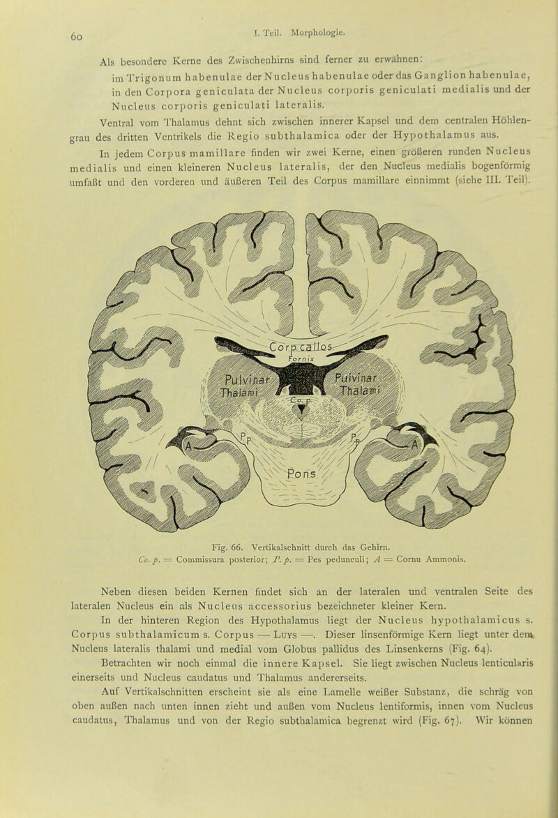 Als besondere Kerne des Zwischenhirns sind ferner zu erwahnen: im Trigonum habenulae der Nucleus habenulae oder das Ganglion habenulae, in den Corpora geniculata der Nucleus corporis geniculati raedialis und der Nucleus corporis geniculati lateralis. Ventral vom J'halamus dehnt sich zwischen innerer Kapsel und dem centralen Hohlen- grau des dritten Ventrikels die Regio subthalamica oder der Hypothalamus aus. In jedem Corpus mamillare finden wir zwei Kerne, einen groBeren runden Nucleus medialis und einen kleineren Nucleus lateralis, der den Nucleus medialis bogenfdrmig umfaBt und den vorderen und auBeren Teil des Corpus mamillare einnimmt (siehe III. Teil). Fig. 66. Vertikalschnitt durch das Gehirn. Co. p. = Commissura posterior; P. p. = Pes pedunculi; A — Comu Ammonis. Neben diesen beiden Kernen findet sich an der lateralen und ventralen Seite des lateralen Nucleus ein als Nucleus accessorius bezeichneter kleiner Kern. In der hinteren Region des Hypothalamus liegt der Nucleus hypothalamicus s. Corpus subthalamicum s. Corpus — Luys —. Dieser linsenformige Kern liegt unter dem Nucleus lateralis thalami und medial vom Globus pallidus des Linsenkerns (Fig. 64). Betrachten wir noch einmal die innere Kapsel. Sie liegt zwischen Nucleus lenticularis einerseits und Nucleus caudatus und Thalamus andererseits. Auf Vertikalschnitten erscheiiit sie als eine Lamelle weiBer Substanz, die schrag von oben auBen nach unten innen zieht und auBen vom Nucleus lentiformis, innen vom Nucleus caudatus, Thalamus und von der Regio subthalamica begrenzt wird (Fig. 67). Wir konnen