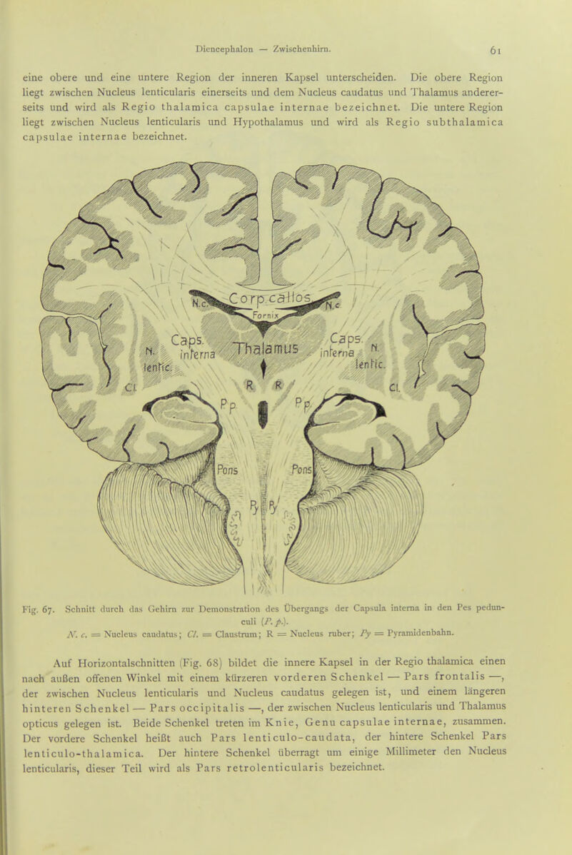 eine obere und eine untere Region der inneren Kapsel unterscheiden. Die obere Region liegt zwischen Nucleus lenticularis einerseits und dem Nucleus caudatus und Thalamus anderer- seits und wird als Regio thalamica capsulae internae bezeichnet. Die untere Region liegt zwischen Nucleus lenticularis und Hypothalamus und wird als Regio subthalamica capsulae internae bezeichnet. Fig. 67. Schnitt (lurch das C.ehirn nir Pemonstration des Obergangs dcr Capsula interna In den Pes pedun- culi (/'./.). A', i: = Nucleus caudatus; c/. = Claustrum; R = Nucleus ruber; Py = Pyramidenbahn. Auf Horizontalschnitten (Fig. 68) bildet die innere Kapsel in der Regio thalamica einen nach auBen offenen VVinkel mit einem kiirzeren vorderen Schenkel — Pars frontalis —, der zwischen Nucleus lenticularis und Nucleus caudatus gelegen ist, und einem langeren hinteren Schenkel — Pars occipitalis —, der zwischen Nucleus lenticularis und Thalamus opticus gelegen ist. Beide Schenkel treten im Knie, Genu capsulae internae, zusammen. Der vordere Schenkel heiBt auch Pars lenticulo-caudata, der hintere Schenkel Pars lenticulo-thalamica. Der hintere Schenkel uberragt um einige Millimeter den Nucleus lenticularis, dieser Teil wird als Pars retrolenticularis bezeichnet.