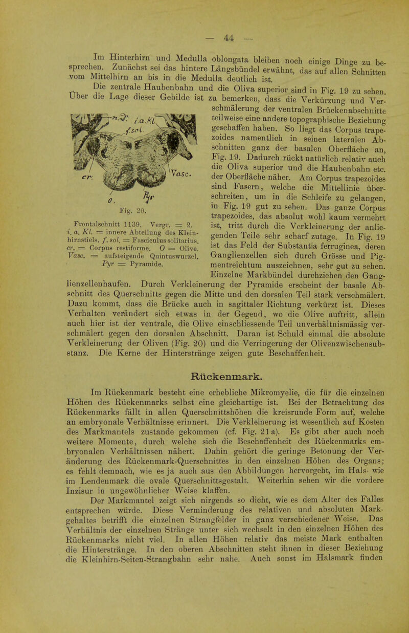 Im Hinterhirn und Medulla oblongata bleiben noch einige Dinge zu be- eprechen Zunachst sei das hintere Langsbundel erwahnt, das auf alien Schnitten vora Mittelhirn an bis in die Medulla deutlich ist. tVu ?-Ie *entrale Haubenbahn und die Oliva superior sind in Fig. 19 zu sehen Uber die Lage dieser Gebilde ist zu bemerken, dass die Verkiirzung und Ver- schmalerung der ventralen Briickenabscbnittc teilweise eine andere topographische Beziehung geschaffen haben. So liegt das Corpus trape- zoides namentlich in seinen lateralen Ab- schnitten ganz der basalen Oberflache an, Fig. 19. Dadurch ruckt natiirlicb relativ auch die Oliva superior und die Haubenbahn etc. der Oberflache naher. Am Corpus trapezoides sind Fasern, welche die Mittellinie iiber- schreiten, urn in die Schleife zu gelangen, in Fig. 19 gut zu sehen. Das ganze Corpus trapezoides, das absolut wohl kaum vermehrt ist, tritt durch die Verkleinerung der anlie- genden Teile sehr scharf zutage. In Fig. 19 ist das Feld der Substantia ferruginea, deren Ganglienzellen sich durch Grosse und Pig- mentreichtura auszeichnen, sehr gut zu sehen. Einzelne Markbiindel durchziehen den Gang- lienzellenhaufen. Durch Verkleinerung der Pyramide erscheint der basale Ab- schnitt des Querschnitts gegen die Mitte und den dorsalen TeiJ stark verschmalert. Dazu kommt, dass die Briicke auch in sagittaler Kichtung verkiirzt ist. Dieses Verhalten verandert sich etwas in der Gegend, wo die Olive auftritt, allein auch hier ist der ventrale, die Olive einschliessende Teil unverhaltnismassig ver- schmalert gegen den dorsalen Abschnitt. Daran ist Schuld einmal die absolute Verkleinerung der Oliven (Fig. 20) und die Verringerung der Olivenzwischensub- stanz. Die Kerne der Hinterstrange zeigen gute Beschaffenheit. Fig. 20. Frontalschnitt 1139. Vergr. = 2. •j'. a. Kl. — innere Abteilung des Klein hirnstiels. f.xol. = Fasciculus solitarius cr. = Corpus restiforme. 0 = Olive Vase. = aufsteigende Quintuswurzel Vyr = Pyramide. Ruckenmark. Im Riickenmark besteht eine erhebliche Mikromyelie, die fur die einzelnen Hohen des Riickenmarks selbst eine gleichartige ist. Bei der Betrachtung des Riickenmarks fallt in alien Querschnittshohen die kreisrunde Form auf, welche an embryonale Verhaltnisse erinnert. Die Verkleinerung ist wesentlich auf Kosten des Markmantels zustande gekommen (cf. Fig. 21a). Es gibt aber auch noch weitere Momente, durch welche sich die Beschaffenheit des Riickenmarks em- bryonalen Verhaltnissen nahert. Dahin gehort die geringe Betonung der Ver- anderung des Riickenmark-Querschnittes in den einzelnen Hohen des Organs; es fehlt demnach, wie es ja auch aus den Abbildungen hervorgeht, im Hals- wie im Lendenmark die ovale Querschnittsgestalr, Weiterhin sehen wir die vordere Inzisur in ungewohnlicher Weise klaffen. Der Markmantel zeigt sich nirgends so dicht, wie es dem Alter des Falles entsprechen wiirde. Diese Verminderuug des relativen und absoluten Mark- gehaltes betrifft die einzelnen Strangfelder in ganz verschiedener Weise. Das Verhaltnis der einzelnen Strange unter sich wechselt in den einzelnen Hohen des Riickenmarks nicht viel. In alien Hohen relativ das meiste Mark enthalten die Hinterstrange. In den oberen Abschnitten steht ihnen in dieser Beziehung die Kleinhirn-Seiten-Strangbahn sehr nahe. Auch sonst im Halsmark finden