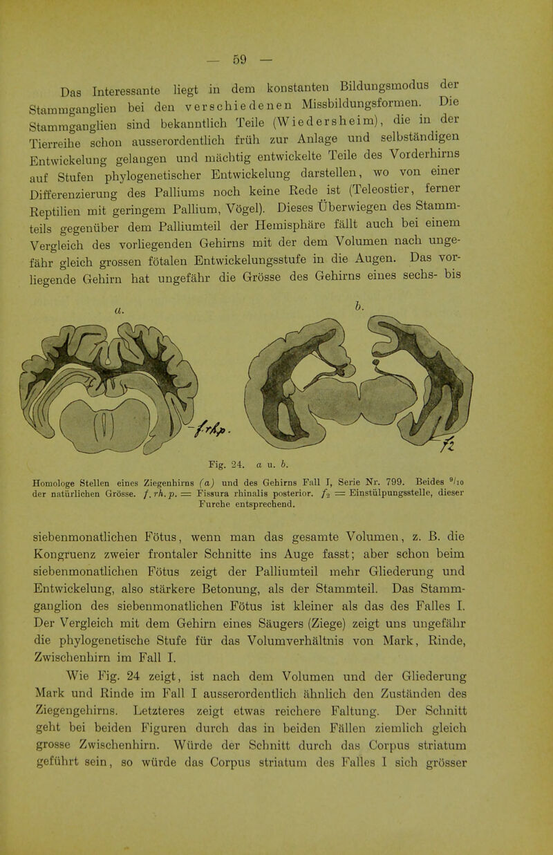 Das Interessante liegt in dem konstanten Bildungsinodus der Stainmganglien bei den verachie denen Missbildungsformen. Die Stammganglien sind bekanntlich Teile (Wiedersheim), die in der Tierreihe scbon ausserordentlich fruh zur Anlage und selbstandigen Entwickelung gelangen und macbtig entwickelte Teile des Vorderhirns auf Stufen phylogenetischer Entwickelung darstellen, wo von einer Differenzierung des Palliums noch keine Rede ist (Teleostier, ferner Reptilien mit geringem Pallium, Vogel). Dieses Tiberwiegen des Stain m- teils gegenuber dem Palliumteil der Hemisphere fallt aucb bei einem Vergleich des vorliegenden Gebirns mit der dem Volumen nacb unge- fahr gleich grossen fotalen Entwickelungsstufe in die Augen. Das vor- liegende Gehirn bat ungefahr die Grosse des Gebirns eines secbs- bis a. Fig. 24. a u. b. Homologe Stellen eines Ziegenhirns (a) und des Gehirns Fall I, Serie Nr. 799. Beides 9/io der natiirlichen Grosse. /. rh. p. = Fissura rhinalis posterior. /2 = Einstiilpungsstelle, dieser Furche entsprechend. siebenmonatlichen Fotus, wenn man das gesamte Volumen, z. B. die Kongruenz zweier frontaler Scbnitte ins Auge fasst; aber schon beim siebenmonatlicben Fotus zeigt der Palliumteil mehr Gliederung und Entwickelung, also starkere Betonung, als der Stammteil. Das Stamm- ganglion des siebenmonatlicben Fotus ist kleiner als das des Falles I. Der Vergleich mit dem Gehirn eines Saugers (Ziege) zeigt uns ungefahr die phylogenetische Stufe fur das Volumverhaltnis von Mark, Rinde, Zwiscbenbirn im Fall T. Wie Fig. 24 zeigt, ist nach dem Volumen und der Gliederung Mark und Uinde im Fall I ausserordentlich ahnlich den Zustanden des Ziegengehirns. Letzteres zeigt etwas reichere Faltung. Der Schnitt geht bei beiden Figuren durch das in beiden Ffillen ziemlich gleich grosse Zwischenhirn. Wiirde der Scbnitt durch das Corpus striatum gefiihrt sein, so wiirde das Corpus striatum des Falles I sich grosser