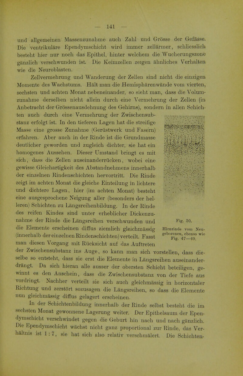 unci allgemeinen Massenzunahme auch Zahl und Grosse der Geffisse. Die ventrikulare Ependymschicht wird immer zellarmer, schliesslich besteht hier nur noch das Epithel, hinter welchern die Wucherungszone giinzlich verschwunden ist. Die Keirnzellen zeigen ahnliches Verhalten wie die Neuroblasten. Zellvermehrung und Wanderung der Zellen sind nicht die einzigen Momente des Wachstums. Halt man die Heinispharenwande vom vierten, sechsten und achten Monat nebeneinander, so sieht man, dass die Volum- zunahme derselben nicht allein durch eine Vermehrung der Zellen (in Anbetracht der Grossenausdehnung des Gehirns), sondern in alien Schich- ten auch durch eine Vermehrung der Zwischensub- ............. stanz erfolgt ist. In den tieferen Lagen hat die streifige •' !■- .*•'• ■ .'•*•!•''..'.• Masse eine grosse Zunahme (Geriistwerk und Fase'rn) ^/•-^v'v^V'^v.'^ erfahren. Aber auch in der Rinde ist die Grundmasse .TivMV^/Vj: S>«S deutlicher geworden und zugleich dichter, sie hat ein U^^^M^^ homogenes Aussehen. Dieser Umstand bringt es mit •flvv.^^!p?v^t;^ sich, dass die Zellen auseinanderriicken, wobei eine ': •.;.<'•:[: . gewisse Gleichartigkeit des Abstandnehmens innerhalb :.. der einzelnen Rindenschichten hervortritt. Die Rinde ;^v«^v-:-;: ;::;;>•;: zeigt im achten Monat die gleiche Einteilung in lichtere . •: ■.' •:. und dichtere Lagen, hier (im achten Monat) besteht **• !.  ; eine ausgesprochene Neigung aller (besonders der hel- leren) Schichten zu Langsreihenbildung. In der Rinde des reifen Kindes sind unter erheblicher Dickenzu- nabme der Rinde die Langsreihen verschwunden und Fig- 50- die Elemente erscheinen diffus ziemlich gleichmassig Hirnrinde vom Neu- (innerhalb der einzelnen Rindenschichten) verteilt. Fasst geb™47-^0 ^ man diesen Vorgang mit Riicksicht auf das Auftreten der Zwischensubstanz ins Auge, so kann man sich vorstellen, dass die- selbe so entsteht, dass sie erst die Elemente in Langsreihen auseinander- draugt. Da sich hieran alle ausser der obersten Schicht beteiligen, ge- winnt es den Anschein, dass die Zwischensubstanz von der Tiefe aus vordringt. Nachher verteilt sie sich auch gleichmassig in horizontaler Richtung und zerstOrt sozusagen die Langsreihen, so dass die Elemente nun gleichmassig diffus gelagert erscheinen. In der Schichtenbildung innerhalb der Rinde selbst besteht die im sechsten Monat gewonnene Lagerung weiter. Der Epithelsaum der Epen- dymschicht verschwindet gegen die Geburt hin nach und nach ganzlich. Die Ependymschicht wachst nicht ganz proportional zur Rinde, das Ver- haltms ist 1:7, sie hat sich also relativ verschmalert. Die Schichten-