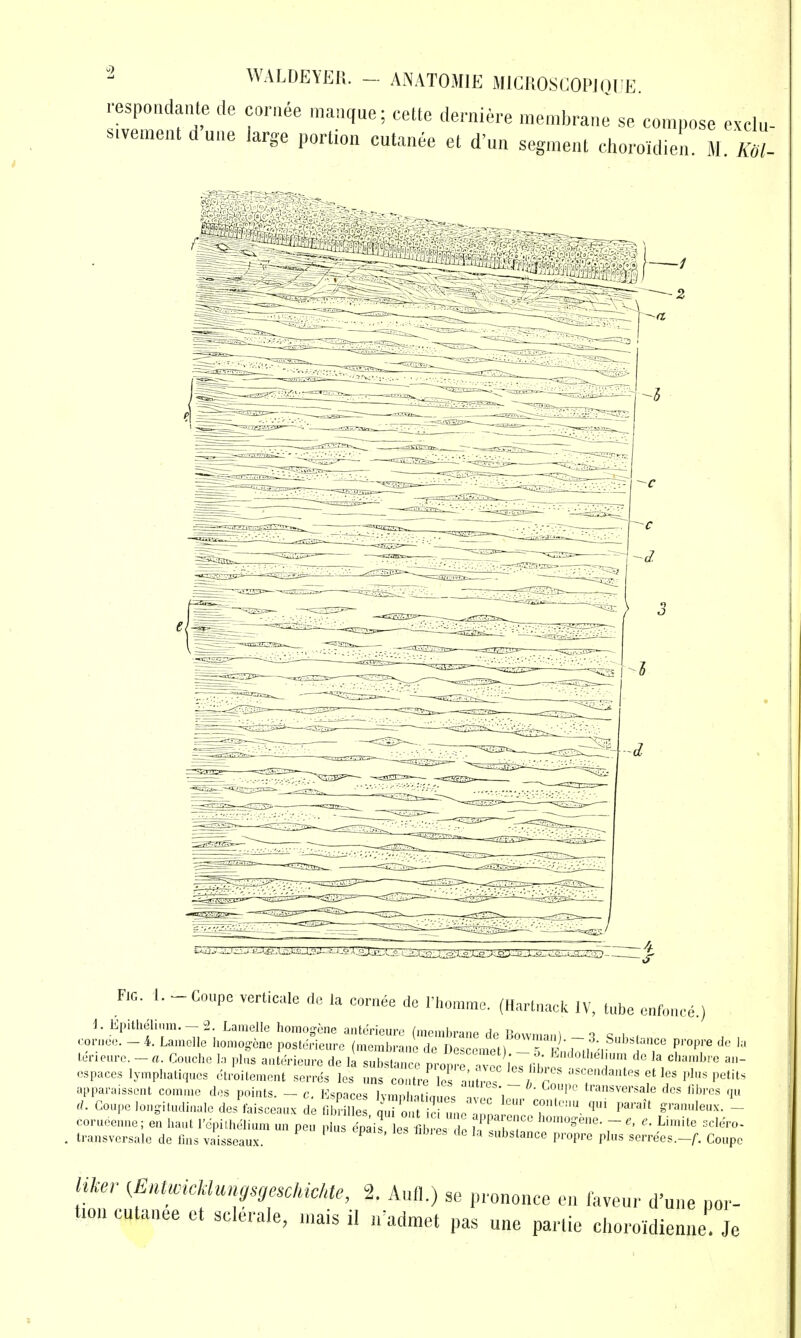 °^ WALDEYEU. - ANATOMIE MlCROSCOPJQtJE. respondante de cornee manque; cette derniere membrane se compose exclu- Mvementdune large portion cutanee et d'un segment choroidien. M. 'Kol- FiC. 1. - Coupe verticule do la coniee de rhommc. (Harlnack IV, tube enfonce.) ). lipillieliiim.- 2. Lamelle liomogcne aiilcrieure (raeinbraiie de li„™,>„„i ■! o , , con.ee, - 4. Lamcllo hon.ogone posWricre (membrane de DeseemeU f^ti:,. T  'f T''' iB-ieiirc. -a. Coiiclie la plus aiilcrieure de la sub^tmre m.„„ ',' ,-t ''»''°=''m <lo la cliauibre au- ospaces l,,„p„a.i,ues ctr'oilemeu. serrL ei „ ITre' le auu™ ^ ^T'-f - ..e.il» apparaissoul comnie des poiuls. - c. Hsnaces Ivninhalne,  ^  '™'™'-*»'<= 'J^s I ,(. Coupe lou.Uudiuale de/faisceau. de , i o U L amL'h^ ' F''- ^ corueenuei eu l.aul Pdpilheliura u„ peu plus epiis, les fZZl ^fsub,Lure T Iraiisversalo de lins vaisseaux. »bsCance propre plus serrees.-/. Coupe /ifer (£/U»«c«»«^.^,,c/M-c/.(., 2. Ann.) se prononce en laveur d'uiie por- tion cutanee ct sclerale, n.ais il iradmet pas u„e panic clioroidienne. Je