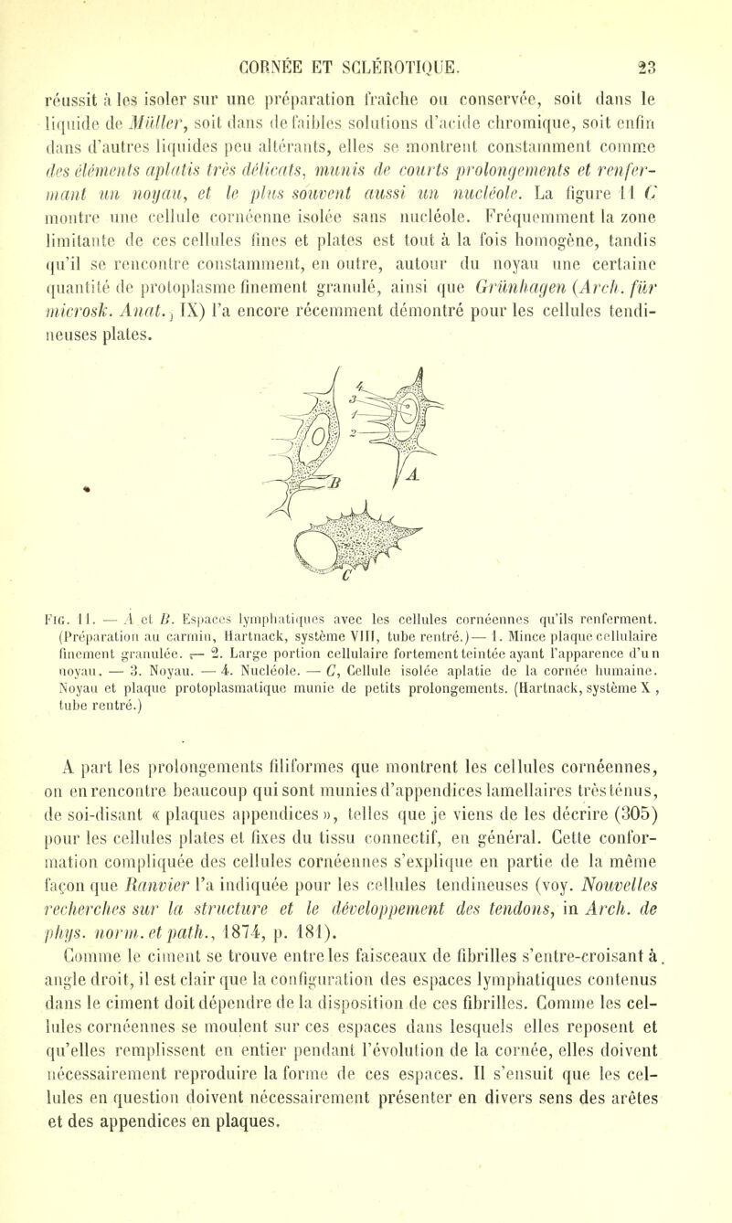 reussit a les isoler sur une preparation fraiche on conservee, soil dans le liquide de Midler, soit dans de faibles solutions d'acide chromiqne, soit enfin dans d'autres liquides pen alterants, elles se niontrent constamment comme des elements aplatis tres delicats, munis de courts prolongements et renfer- mant lui noyau, et le plus souvent aussi un nucleole. La figure 11 G montre une cellule corneenne isolee sans nucleole. Frequemment la zone limitante de ces cellules fines et plates est tout a la fois homogene, tandis qu'il se rencontre constamment, en outre, autour du noyau une certaine quantite de protoplasme fmement granule, ainsi que Grunhagen {Arch, fur microsk. Anat. ^ IX) I'a encore recemment demontre pour les cellules tendi- neuses plates. Fig. 11. — A el B. Espaces lympliatiqucs avec les cellules corneennes qu'ils renferment. (Preparation au carniin, Hartnack, systeme VIII, tube rentre.)—1. Mince plaque ccllulaire finement granulee. — 2, Large portion ccllulaire fortement teintee ayant I'apparence d'un noyau. — 3. Noyau. —i. Nucleole. — C, Cellule isolee aplatie de la cornee humaine. Noyau et plaque protoplasmatique munic de petits prolongements. (Hartnack, systeme X , tube rentre.) A part les prolongements fdiformes que montrent les cellules corneennes, on en rencontre beaucoup quisont munies d'appendices lamellaires trestenus, de soi-disant « plaques appendices », telles que je viens de les decrire (305) pour les cellules plates et fixes du tissu connectif, en general. Cette confor- mation compliquee des cellules corneennes s'explique en partie de la meme facon que Ranvier I'a indiquee pour les cellules tendineuses (voy. Nouvelles recherches sur la structure et le developpement des tendons, in Arch, de phys. norm, et path., 1874, p. 181). Comme le ciment se trouve entre les faisceaux de fibrilles s'entre-croisant a. angle droit, il est clair que la configuration des espaces lymphatiques contenus dans le ciment doitdependre de la disposition de ces fibrilles. Comme les cel- lules corneennes se moulent sur ces espaces dans lesquels elles reposent et qu'elles remplissent en entier pendant revolution de la cornee, elles doivent necessairement reproduire la forme de ces espaces. II s'ensuit que les cel- lules en question doivent necessairement presenter en divers sens des aretes et des appendices en plaques.