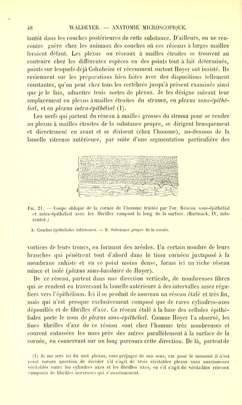 tantot dans les couches posterieures de celte substance. D'ailleurs, on ne ren- contre guere chez les animaux des couches oii ces reseaux a larges mailles feraient defaut. Les plexus ou reseaux a mailles etroites se trouvent au contraire chez les diiTerentes especes en des points tout a fait determines, points sur lesquels deja Gohnheim et recemment surtout Hoyer ont insiste. lis reviennent sur les preparations bien faites avec des dispositions tellement constantes, qu'on peut chez tons les vertebres jusqu'a present examines ainsi que je le fais, admettre trois sortes de plexus. Je les designe suivant leur emplacement en plexus a mailles etroites du stroma, en plexus sous-epithe- lial, et en plexus intra-epithelial (1). Les nerfs qui partent du reseau a mailles grosses du stroma pour se rendre au plexus a mailles etroites de la substance propre, se dirigent brusquement et directement en avant et se divisent (chez I'homme), au-dessous de la lamelle vitreuse anterieure, par suite d'une segmentation particuliere des Fig. 21. — Coupe oblique de la cornee de riiomme traitee par For. Reseau sous-epithelial ct intra-epithelial avec les fibrilles rampant le long de la surface. (Hartnack, IV, tube rentre.) A. Couches cpitheliales infericures. — B. Substance propre de la cornee. vortices de leurs troncs, en formant des areoles. Un certain nombre de leurs branches qui penetrent tout d'abord dans le tissu corneen juxtapose a la membrane anhiste et en ce point moins dense, forme ici un riche reseau mince et isole (plexus sous-basilaire de Hoyer). De ce reseau, partent dans une direction verticale, de nombreuses fibres qui se rendent en traversant la lamelle anterieure a des intervalles assez regu- liers vers repithelium. Ici iise produit denouveau un reseau etale et tres fin, mais qui n'est presque exclusivement compose que de rares cylindres-axes depouilles et de fibrilles d'axe. Ce reseau etale a la base des cellules cpithe- liales porte le nom de plexus sous-epithelial. Comme Hoyer I'a observe, les fines fibrilles d'axe de ce reseau sont chez I'homme tres nombreuses et courent entassees les unes pres des autres parallelement a la surface de la cornee, en conservant sur un long parcours cette direction. De la, partent de (!) Je me sers ici du mot plexus, sans prejuger de son sens, car pour le moment il n'est jioint encore question de decider s'il s'agit de trois veritables plexus sans anastomoses veritables entre les cylindres axes et les fibrilles axes, ou s'il s'agit de veritables reseaux composes de fibrilles ncrveuscs qui s'anastomoscnt.