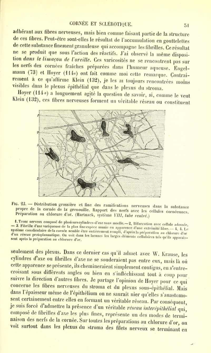 adherant aux fibres nerveuses, mais bien comme faisaiit partie de la structure de ces fibres. Peut-etre sont-elles le resultat de raccumulation en gouttelettes de cette substance fmementgranuleuse qui accompagne les fibrilles. Ceresullat ne se produit que sous Taction des reactifs. J'ai observe la meme disposi- tion dans le lima^on de Voreille. Ces varicosites ne se rencontrent pas sur les nerfs des cornees fraiches preparees dans I'humeur aqueuse. Engel- mann (73) et Hoyer (114«) ont fait comme moi cette remarque. Contrai- rement a ce qu'affirme Klein (132), je les ai toujours rencontrees moins visibles dans le plexus epithelial que dans le plexus du stroma. Hoyer (114a longuement agite la question de savoir, si, comme le veut Klem (132), ces fibres nerveuses forment un veritable reseau ou constituent Fig. 23. - Distribution grossiere et fine des ramifications nerveuses dans la substance propre de la cornee de la grenouille. Rapport des nerfs avec les cellules corneennes Preparation au chlorure d'or. (Harlnack, systeme VIII, tube ventre.) VpihHrT' ''P'' de plusieurscylindres-d'axesaas moelIe.-2, Bifurcation avoc cellule adossee ^''^^d axe variqueuse de la plus lineespece munie en apparencc d'une extremite libre.- 4 I II ysteme canaliculaire de la cornee semble etre entierement ren.pli. d'apres la preparation au chlort*; d'or d un reseau protoplasmatique On voit dans les lacunes les lar.^es elements cilluiures tels u'i p, a.- i sent apres la preparation au chlorure d'or. ' -ippaiai^, seulement des plexus. Dans ce dernier cas qu'il admet avec W. Krause, les cylindres d'axe ou fibrilles d'axe ne se souderaient pas entre eux, mais \k oil cette apparence sepresente, ils chemineraient simplement conti-us' en s'entre- croisant sous differents angles ou bien en s'inflechissant tout a' coup pour suivre la direction d'autres fibres. Je partage I'opinion de Hoyer pour ce qui concerne les fibres nerveuses du stroma et du plexus sous-epithelial. Mais dans Tepaisseur meme de I'epithelium on ne saurait nier qu'elles s'anastomo- sent certainement entre elles en formant un veritable reseau. Par consequent je suis force d'admettre la presence d'un veritable reseau inter epithelial qui' compose de fibrilles d'axe les plus fines, represente un des modes de termi- naison des nerfs de la cornee. Sur toutes les preparations au chlorure d'or on voit surtout dans les plexus du stroma des filets nerveux se terminant en