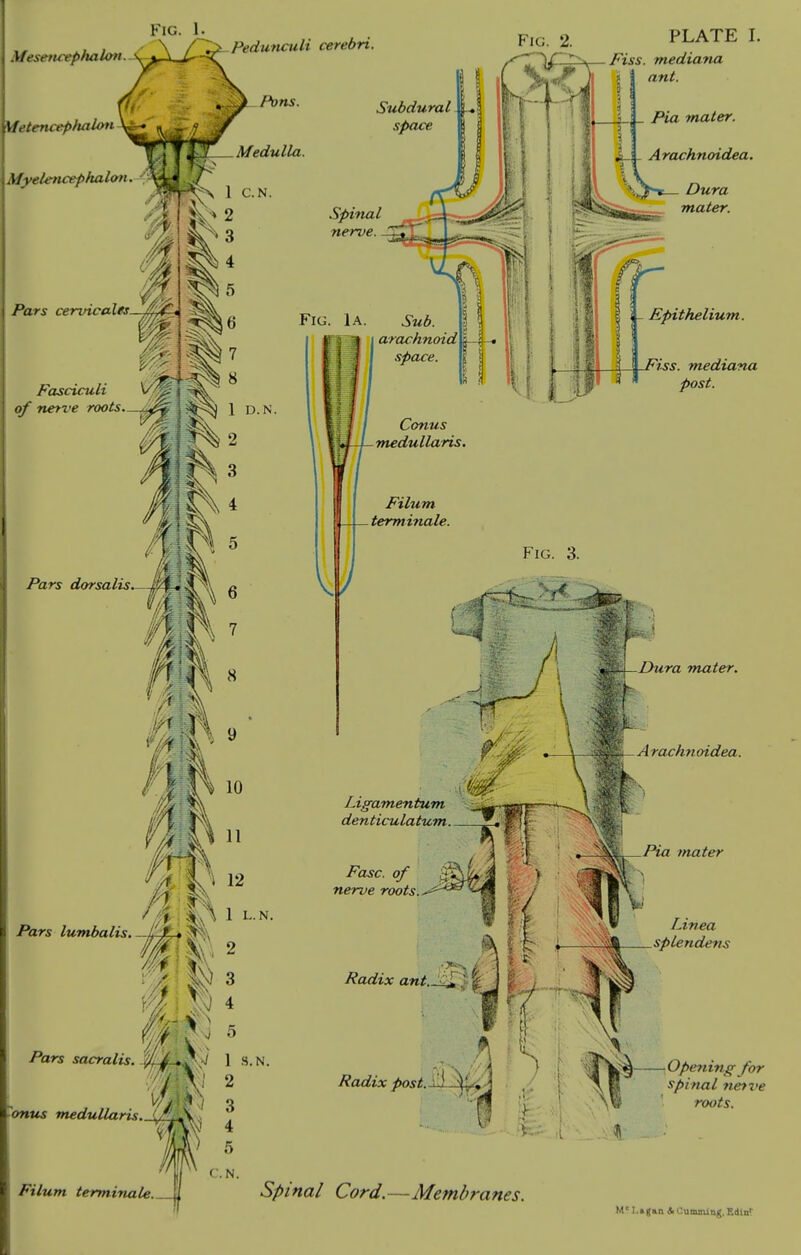 Mesencephalon. Pedunculi cerebri. MetencephaUni \^ Myelencephalan. - Subdural space lA 12 1 L.N. Pars lumbalis. -h it * Spinal _ nerve Fig. 1a. ^m*. arachnoid space. Conus medullaris. Filum terminale. Fig. 2. PLATE I. Fiss. mediana ant. Pia mater. Arachnoidea. i^-*— Dura mater. ( I - Epithelium. ^i.ss. mediana post. Ligamentum denticulatum Fasc. of nerve roots. Radix anjf.J4*?| f /?afl?ixpost. \\ ^y^; Pars sacralis. \ s.N. ont« medulUiHs.Ajiil\ . C.N. .FtVwwt terminale J Spinal Cord.—Membranes. ■Dura m,ater. A rachn oidea. Pia mater Linea spLendens Opening for spinal netx^e roots.