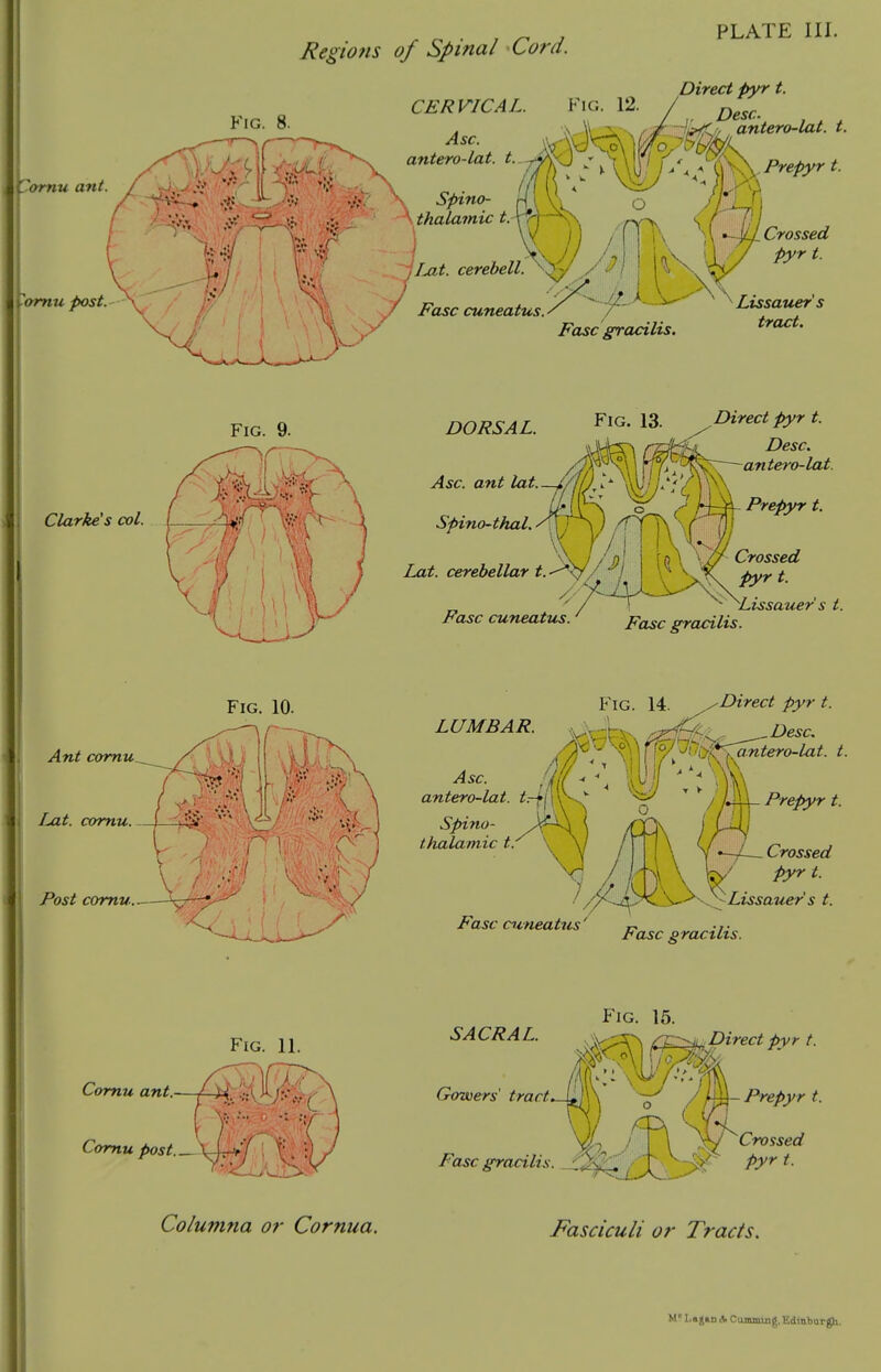 Fig. 8. ^parnu ant. yomu post. Regions of Spina i Cord. CERVICAL. Fig. 12 Asc. antero-lat. Spino- n \ Vl \ thalamic t.-\r\-~^- PLATE III. Direct Pyr t. iljit. cerebell. Fasc cuneatus. Lissauer's tract. Fig. 9. Clarke's col. DORSAL. Asc. ant lat. Spino-thal. IxLt. cerebellar t. -^x//^ ^j Fasc cuneatus. Fig. 13. ^Direct Pyr t. Desc. antero-lat. ^ ^ fj~^ Prepyr t. Crossed pyrt. Lissauer's t. Fasc gracilis. Ant comu Lat. comu. Post comu. LUMBAR Asc. antero-lat. trfj Spino- thalamic t. ^ Fasc cuneatus' Fig. 14. ^Direct pyr t. Desc, .antero-lat. t. Prepyr t. Crossed pyr t. S^^'' \Lissauer s t. Fasc gracilis. Comu ant. Fig. 11. Fig. 15. SACRAL , V;:;3r\ 0:^1^^Direct pyr t. Gorwers tract.Ji^y\ /pM-Prepyr t. J }^^Crossed Fasc gracilis. ^^tjiXj ^ Columna or Cornua. Fasciculi or Tracts. M La JM A Cummmg, Edinburgh.