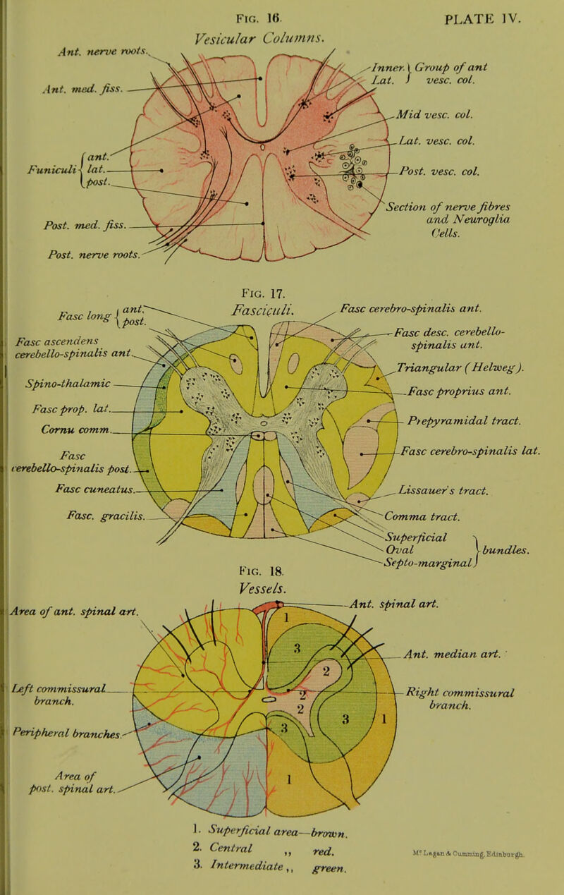 Ant. Tterve roots Ant. med. fiss. ( ant. Funiculi^ lat \jpost. Post. med. fiss Post, nerve roots. Fig. 16. Vesicular Columns. PLATE IV. Inner. I Group of ant Lat. 1 vesc. col. Mid vesc. col. Lat. vesc. col. Post. vesc. col. Section of nerve fibres and Neuroglia (Mis. Fasc long ^ Fasc ascendens cerebello-spinalis ant Spino-thalamic Fasc prop, lat 1 Comu comm. Fasc cerebello-spincdis post. Fasc cuneatus. Fasc. gracilis. Area of ant. spinal art Ijeft commissural branch. Peripheral branches Area of post, spinal art. Fig. 17. Fasciculi. Fig. 18. Vessels. Fasc cerebro-spinalis ant. Fasc desc. cerebello- spinalis ant. /<T%^^—1\ -Triangular (Helweg). '^^^—Fasc propritis ant. Ptepyramidal tract. Fasc cerebro-spinalis lat. Lissauer's tract. Comma tract. Superficial ^ Oval V bundles. Septo-marginal) -Ant. spinal art. Ant. median art. Right commissural branch. 1. Superficial area—brown. 2. Central red. M? Lagm A Cuamiag.Edlnbnr^.