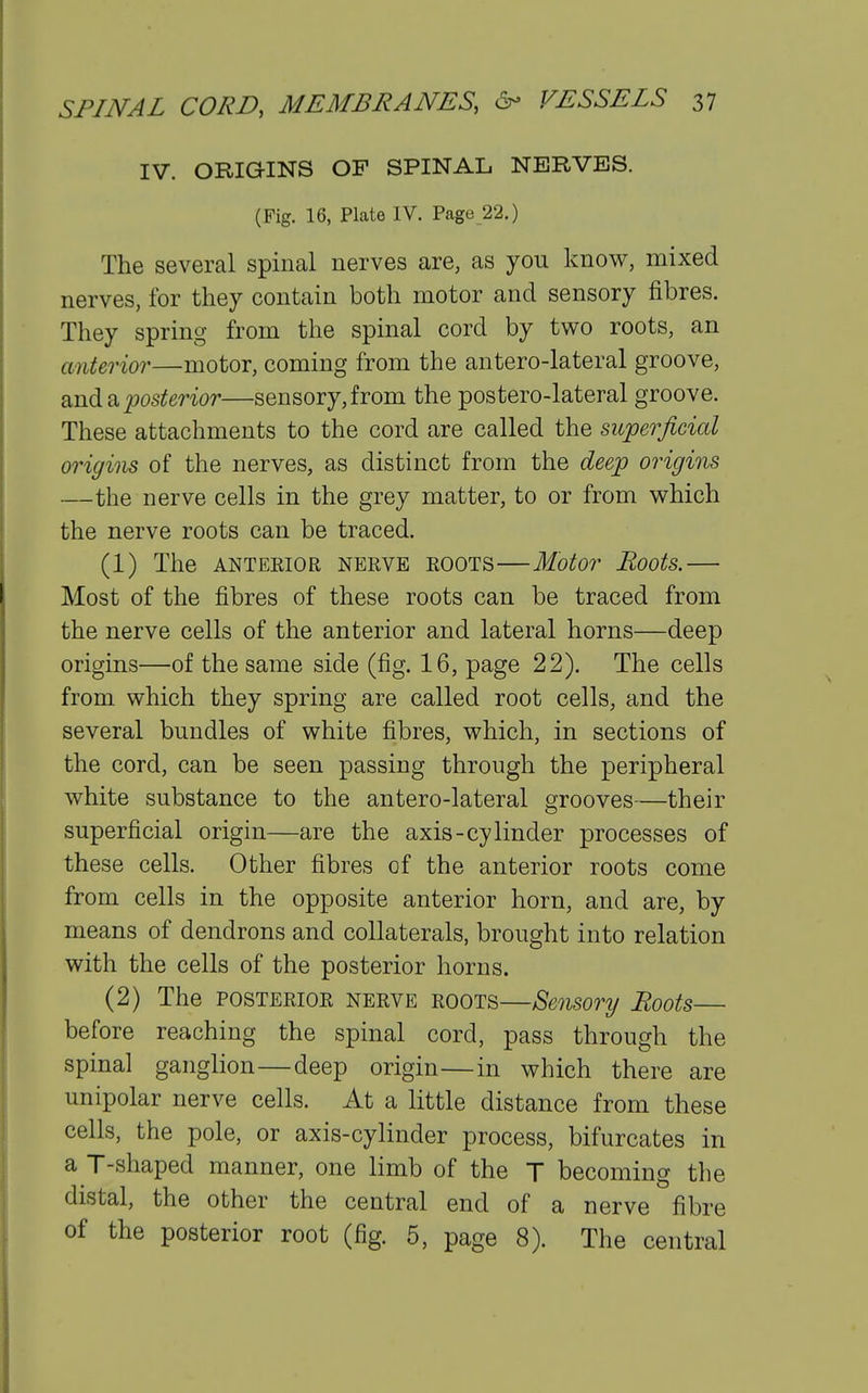 IV. ORIGINS OF SPINAL NERVES. (Fig. 16, Plate IV. Page 22.) The several spinal nerves are, as you know, mixed nerves, for they contain both motor and sensory fibres. They spring from the spinal cord by two roots, an cmterioT—motor, coming from the antero-lateral groove, QjidiQ.posterior—sensory,from the posterolateral groove. These attachments to the cord are called the superficial origins of the nerves, as distinct from the deep origins —the nerve cells in the grey matter, to or from which the nerve roots can be traced. (1) The ANTERIOR NERVE ROOTS Motor Boots. Most of the fibres of these roots can be traced from the nerve cells of the anterior and lateral horns—deep origins—of the same side (fig. 16, page 22). The cells from which they spring are called root cells, and the several bundles of white fibres, which, in sections of the cord, can be seen passing through the peripheral white substance to the antero-lateral grooves—their superficial origin—are the axis-cylinder processes of these cells. Other fibres of the anterior roots come from cells in the opposite anterior horn, and are, by means of dendrons and collaterals, brought into relation with the cells of the posterior horns. (2) The POSTERIOR NERVE ROOTS—Sensory Roots— before reaching the spinal cord, pass through the spinal ganglion—deep origin—in which there are unipolar nerve cells. At a little distance from these cells, the pole, or axis-cylinder process, bifurcates in a T-shaped manner, one limb of the J becoming the distal, the other the central end of a nerve fibre of the posterior root (fig. 5, page 8). The central