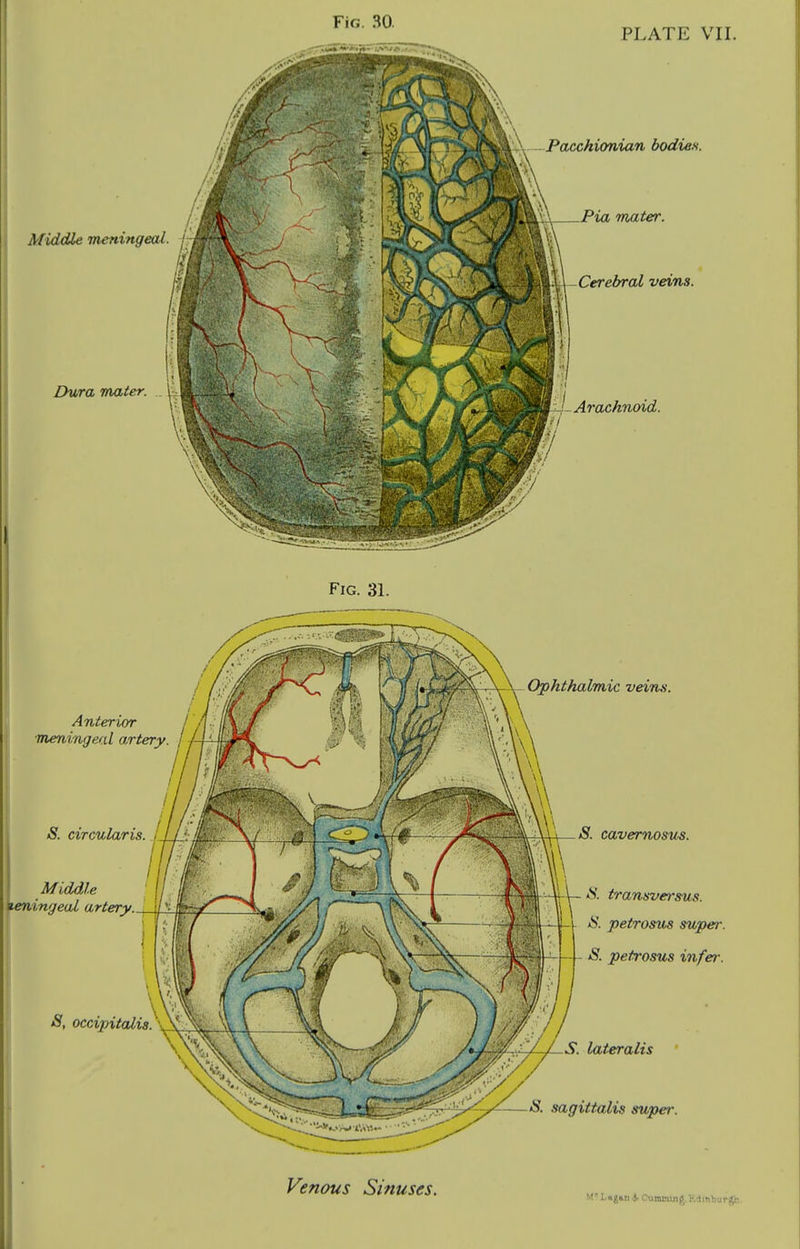 Middle meningeal, j- Dura mater. PLATE VII. Anterior meningeal artery S. circularis. / / { Middle meningeal artery._\h. Pacchionian bodies. Pia mater. Cerebral veins. ^Arachnoid. Fig. 31. S, occipitalis. '' Ophthalmic veins. S. cavernosus. S. trantive7'sus. |- jS. petrosus super. S. petrosus infer. S. lateralis S. sagittalis super. Venous Sinuses. M' Lagui A Ciuaoung. Kd inburgh