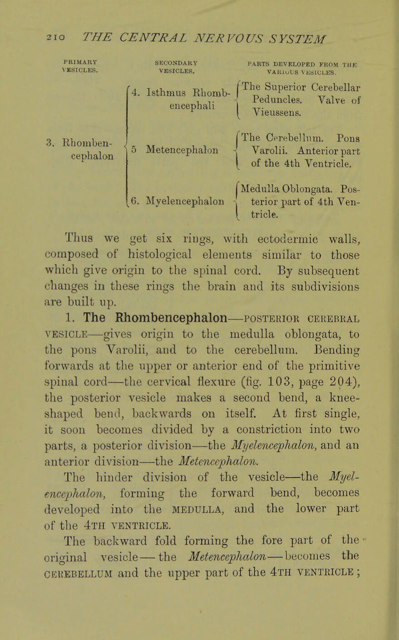 PRIMARY VESICLES. SECONDARY VESICLES. PARTS DEVELOPED FROM THE VAUiuLS VKblCLES. 3. Rhomben- ceplialon Isthmus Rhomb- f^^^ fCerebellar encephali \ ^^^^ve of ^ 1^ vieussens. The Cerebellum. Pons Varolii. Anterior part of the 4th Ventricle. 5 Metencephalon 1^Medulla Oblongata. Pos- 6. Myelencephalon -> terior part of 4th Ven- [ tricle. Thus we get six riDgs, with ectodermic walls, composed of histological elements similar to those which give origin to the spinal cord. By suhsequent changes in these rings the brain and its subdivisions are built up. 1. The Rhombencephalon—posterior cerebkal VESICLE—gives origin to the medulla oblongata, to the pons Varolii, and to the cerebellum. Bending forwards at the upper or anterior end of the primitive spinal cord—the cervical flexure (fig. 103, page 204), the posterior vesicle makes a second bend, a knee- shaped bend, backwards on itself. At first single, it soon becomes divided by a constriction into two parts, a posterior division—the Myelencephalon, and an anterior division—the 3fetencephalon. The hinder division of the vesicle—the Myel- encejjhalon, forming the forward bend, becomes developed into the medulla, and the lower part of the 4th ventricle. The backward fold forming the fore part of the original vesicle—the Metencephalon—becomes the CEREBELLUM and the upper part of the 4th ventricle ;