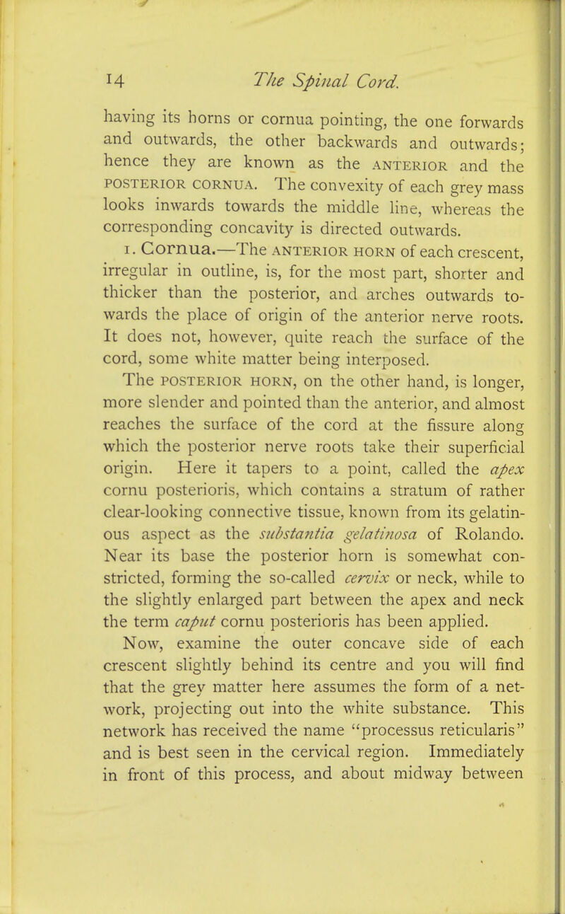 having its horns or corniia pointing, the one forwards and outwards, the other backwards and outwards; hence they are known as the anterior and the POSTERIOR CORNUA. The couvexity of each grey mass looks inwards towards the middle Une, whereas the corresponding concavity is directed outwards. I. Cornua.—The anterior horn of each crescent, irregular in outline, is, for the most part, shorter and thicker than the posterior, and arches outwards to- wards the place of origin of the anterior nerve roots. It does not, however, quite reach the surface of the cord, some white matter being interposed. The POSTERIOR horn, on the other hand, is longer, more slender and pointed than the anterior, and almost reaches the surface of the cord at the fissure alons which the posterior nerve roots take their superficial origin. Here it tapers to a point, called the apex cornu posterioris, which contains a stratum of rather clear-looking connective tissue, known from its gelatin- ous aspect as the substantia gelatinosa of Rolando. Near its base the posterior horn is somewhat con- stricted, forming the so-called cervix or neck, while to the slightly enlarged part between the apex and neck the term caput cornu posterioris has been applied. Now, examine the outer concave side of each crescent slightly behind its centre and you will find that the grey matter here assumes the form of a net- work, projecting out into the white substance. This network has received the name processus reticularis and is best seen in the cervical region. Immediately in front of this process, and about midway between