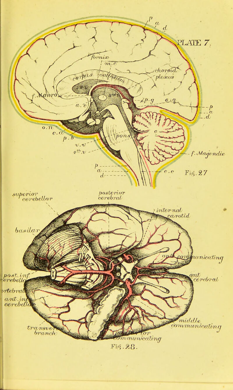 ce/rebeilrt hn.s'dfji posterior untevruiL nayrotid 7«i •b cereln-aL hramrji nxLclxUe. mntmumJ/iatimtj nincfiuc'Ltin^