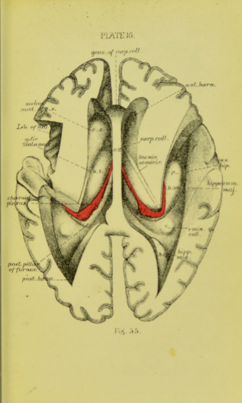 PLATE 16.