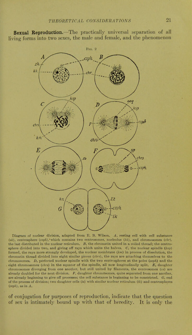 Sexual Reproduction.—The practically universal separation of all living forms into two sexes, the male and female, and the phenomenon Pig. 2 Diagram of nuclear division, adapted from E. B. Wilson. A, resting cell with cell substance (zk), centrosphere (csph),which contains two centrosomes, nucleolus (kk), and chromosomes (chr), the last distributed in the nuclear reticulum. B, the chromatin united in a coiled thread; the centro- sphere divided into two, and giving off rays which unite the halves. C, the nuclear spindle (ksp) formed, the rays more strongly developed, the nuclear membrane {km) in process of dissolution, the chromatin thread divided into eight similar pieces (chrs), the rays are attaching themselves to the chromosomes. D, perfected nuclear spindle with the two centrospheres at the poles (csph) and the eight chromosomes (chrs) in the equator of the spindle, all now longitudinally split. E, daughter chromosomes diverging from one another, but still united by filaments, the centrosomes (cs) are already doubled for the next division. F, daughter chromosomes, quite separated from one another, are already beginning to give off processes; the cell substance ia beginning to be constricted. G, end of the process of division; two daughter cells (tz) with similar nuclear reticulum (Ik) and centrospheres (csph), aa in A. of conjugation for purposes of reproduction, indicate that the question of sex is intimately bound up with that of heredity. It is only the