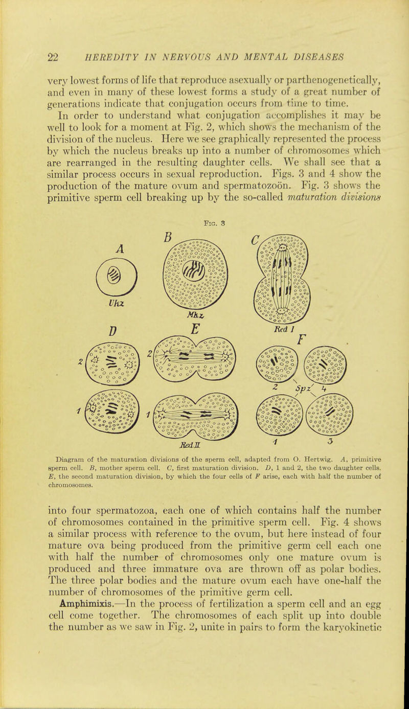 very lowest forms of life that reproduce asexually or parthenogenetically, and even in many of these lowest forms a study of a great number of generations indicate that conjugation occurs from time to time. In order to understand what conjugation accomplishes it may be well to look for a moment at Fig. 2, which shows the mechanism of the division of the nucleus. Here we see graphically represented the process by which the nucleus breaks up into a number of chromosomes which are rearranged in the resulting daughter cells. We shall see that a similar process occurs in sexual reproduction. Figs. 3 and 4 show the production of the mature ovum and spermatozoon. Fig. 3 shows the primitive sperm cell breaking up by the so-called maturation divisions Fig. 3 Diagram of the maturation divisions of the sperm cell, adapted from O. Hertwig. A, primitive sperm cell. B, mother sperm cell. C, first maturation division. D, 1 and 2, the two daughter cells. E, the second maturation division, by which the four cells of F arise, each with half the number of chromosomes. into four spermatozoa, each one of which contains half the number of chromosomes contained in the primitive sperm cell. Fig. 4 shows a similar process with reference to the ovum, but here instead of four mature ova being produced from the primitive germ cell each one with half the number of chromosomes only one mature ovum is produced and three immature ova are thrown off as polar bodies. The three polar bodies and the mature ovum each have one-half the number of chromosomes of the primitive germ cell. Amphimixis.—In the process of fertilization a sperm cell and an egg cell come together. The chromosomes of each split up into double the number as we saw in Fig. 2, unite in pairs to form the karyokinetic