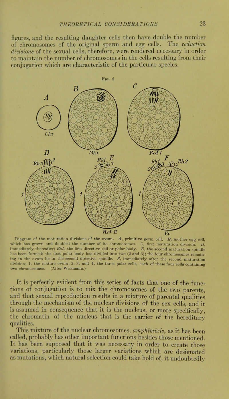 figures, and the resulting daughter cells then have double the number of chromosomes of the original sperm and egg cells. The reduction divisions of the sexual cells, therefore, were rendered necessary in order to maintain the number of chromosomes in the cells resulting from their conjugation which are characteristic of the particular species. Fig. 4 Diagram of the maturation divisions of the ovum. A, primitive germ cell. B, mother egg cell, which has grown and doubled the number of its chromosomes. C, first maturation division. D, immediately thereafter; Rkl, the first directive cell or polar body. E, the second maturation spindle has been formed; the first polar body has divided into two (2 and 3); the four chromosomes remain- ing in the ovum lie in the second directive spindle. F, immediately after the second maturation division; 1, the mature ovum; 2, 3, and 4, the three polar cells, each of these four cells containing two chromosomes. (After Weismann.) It is perfectly evident from this series of facts that one of the func- tions of conjugation is to mix the chromosomes of the two parents, and that sexual reproduction results in a mixture of parental qualities through the mechanism of the nuclear divisions of the sex cells, and it is assumed in consequence that it is the nucleus, or more specifically, the chromatin of the nucleus that is the carrier of the hereditary qualities. This mixture of the nuclear chromosomes, amphimixis, as it has been called, probably has other important functions besides those mentioned. It has been supposed that it was necessary in order to create those variations, particularly those larger variations which are designated as mutations, which natural selection could take hold of, it undoubtedly